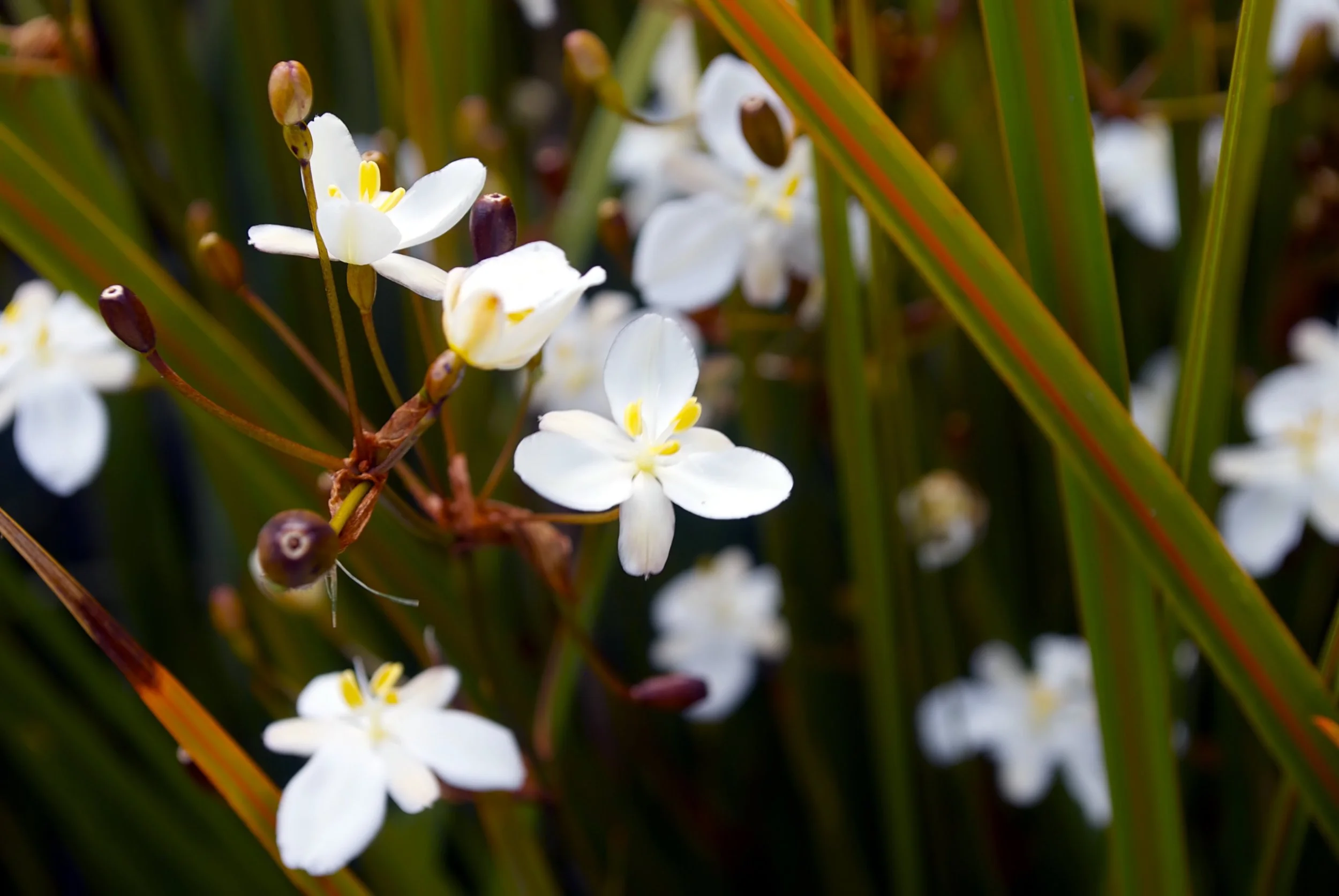 Libertia grandiflora 