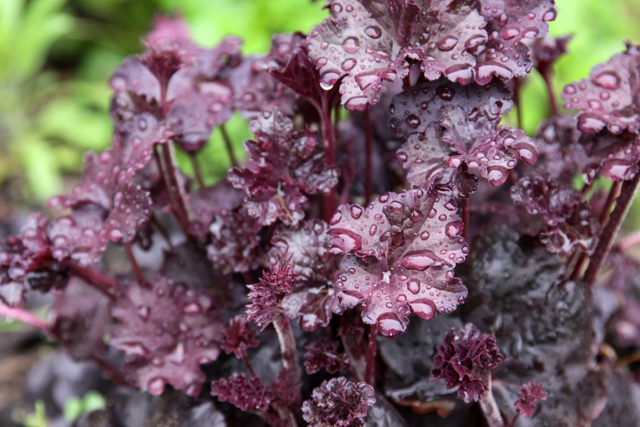 Heuchera 'Obsidian' 