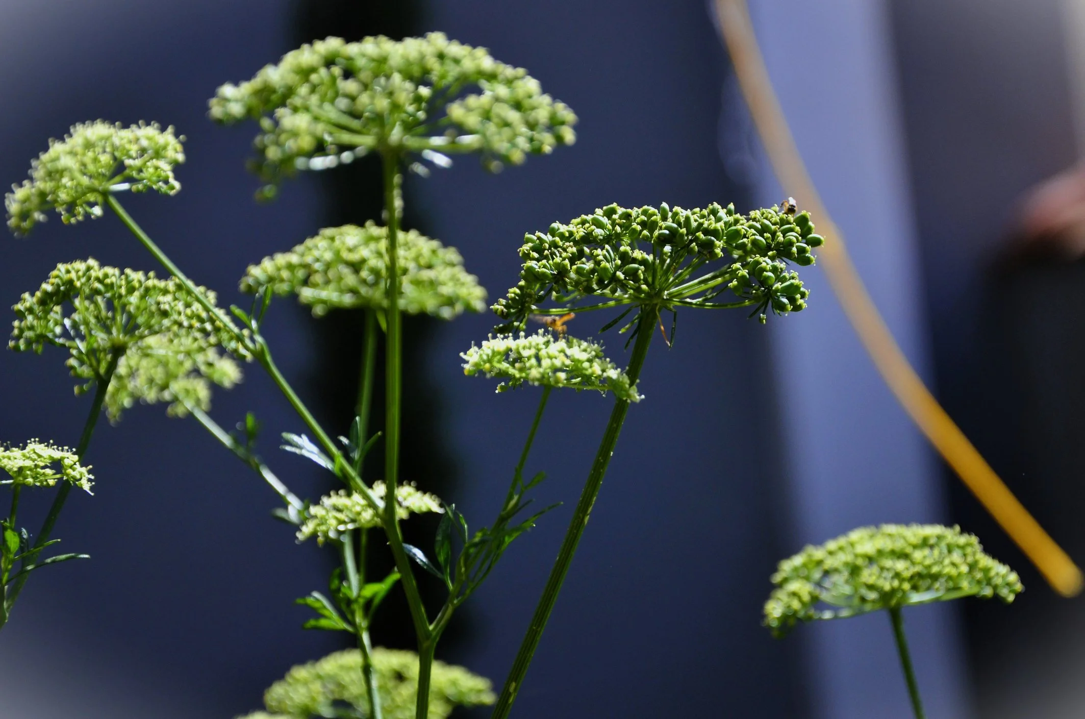 Peucedanum verticillare