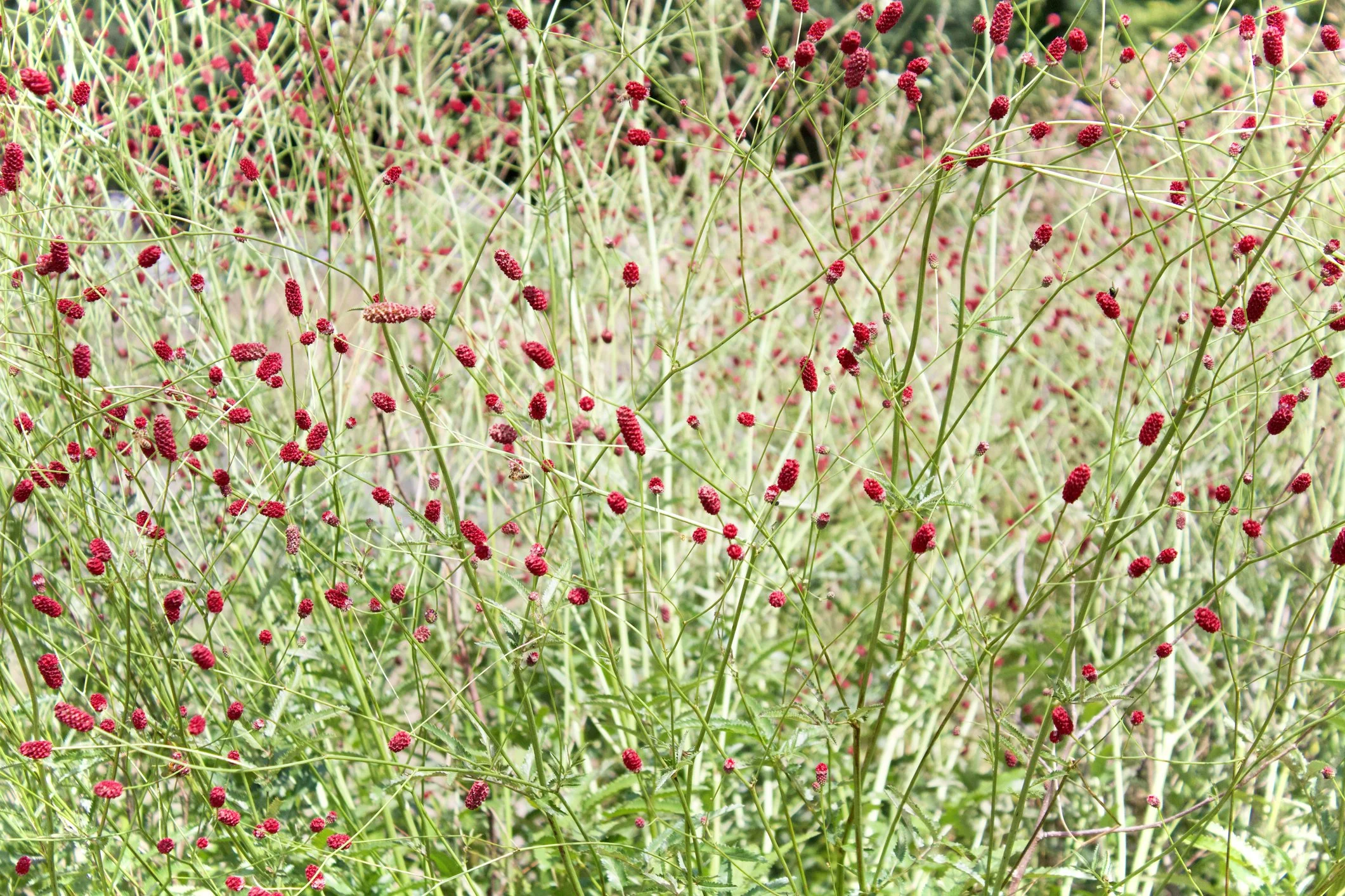 Sanguisorba menziesii
