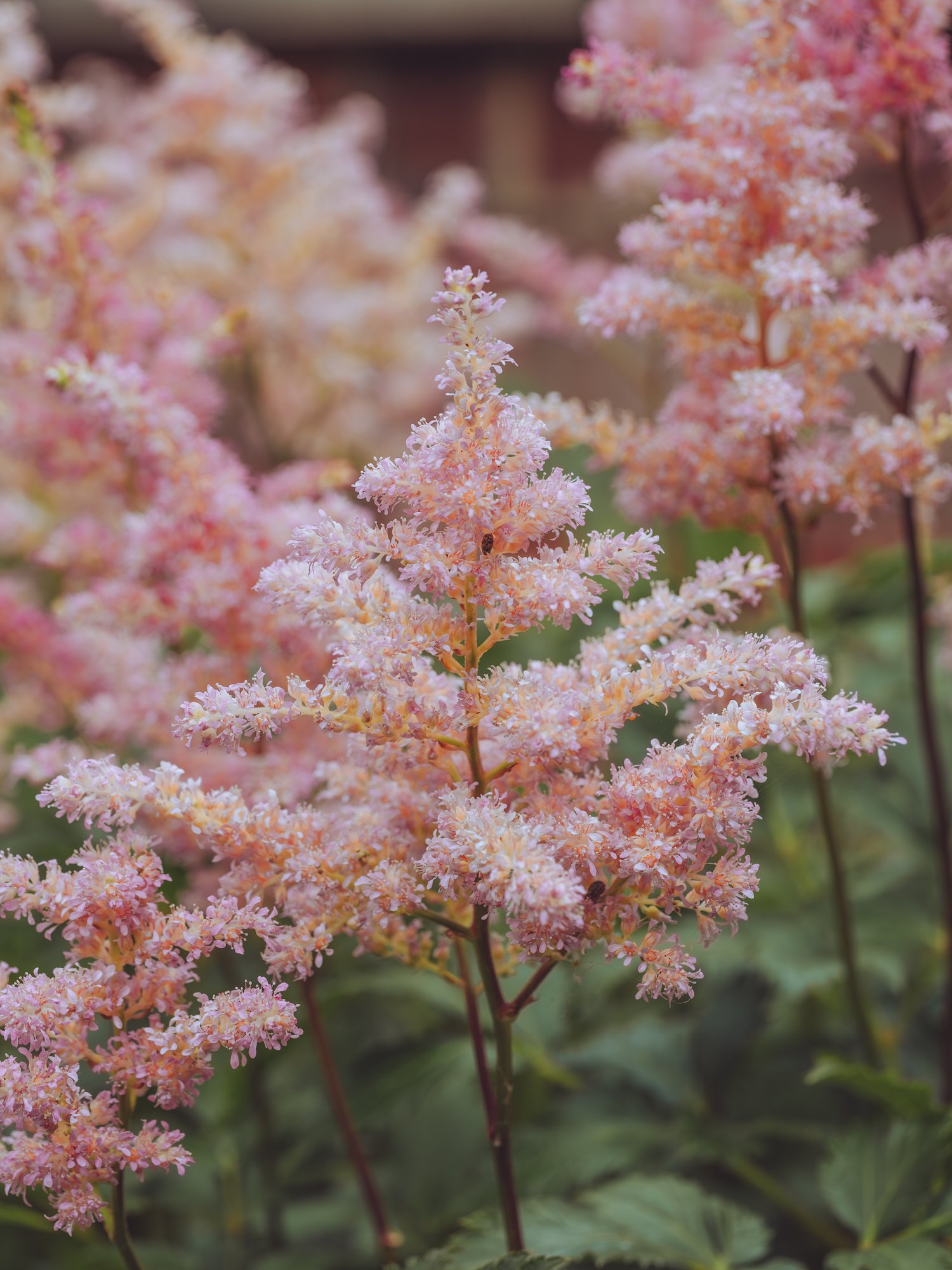 Astilbe 'Peach Blossom'