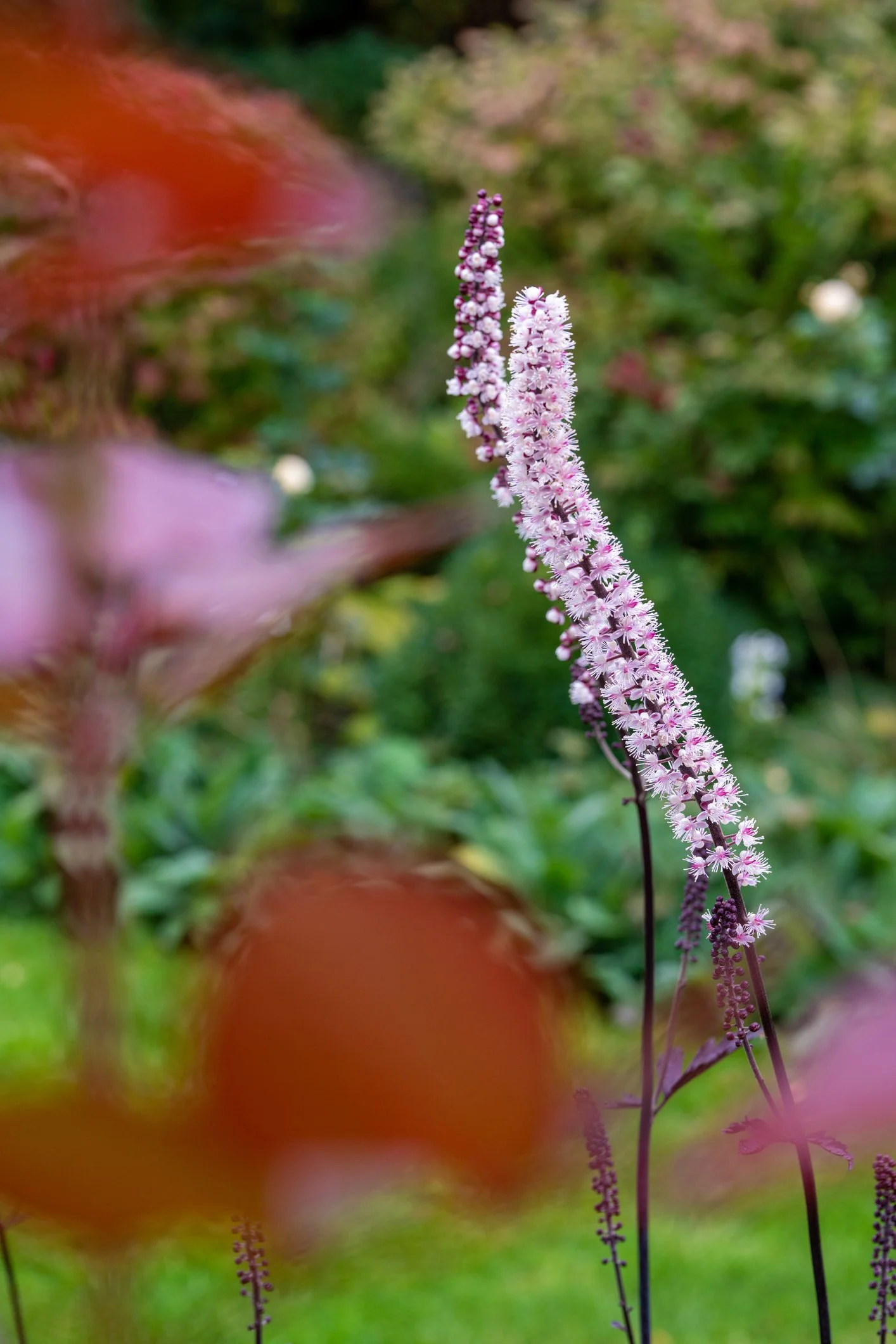 Actaea simplex 'Pink Spike'
