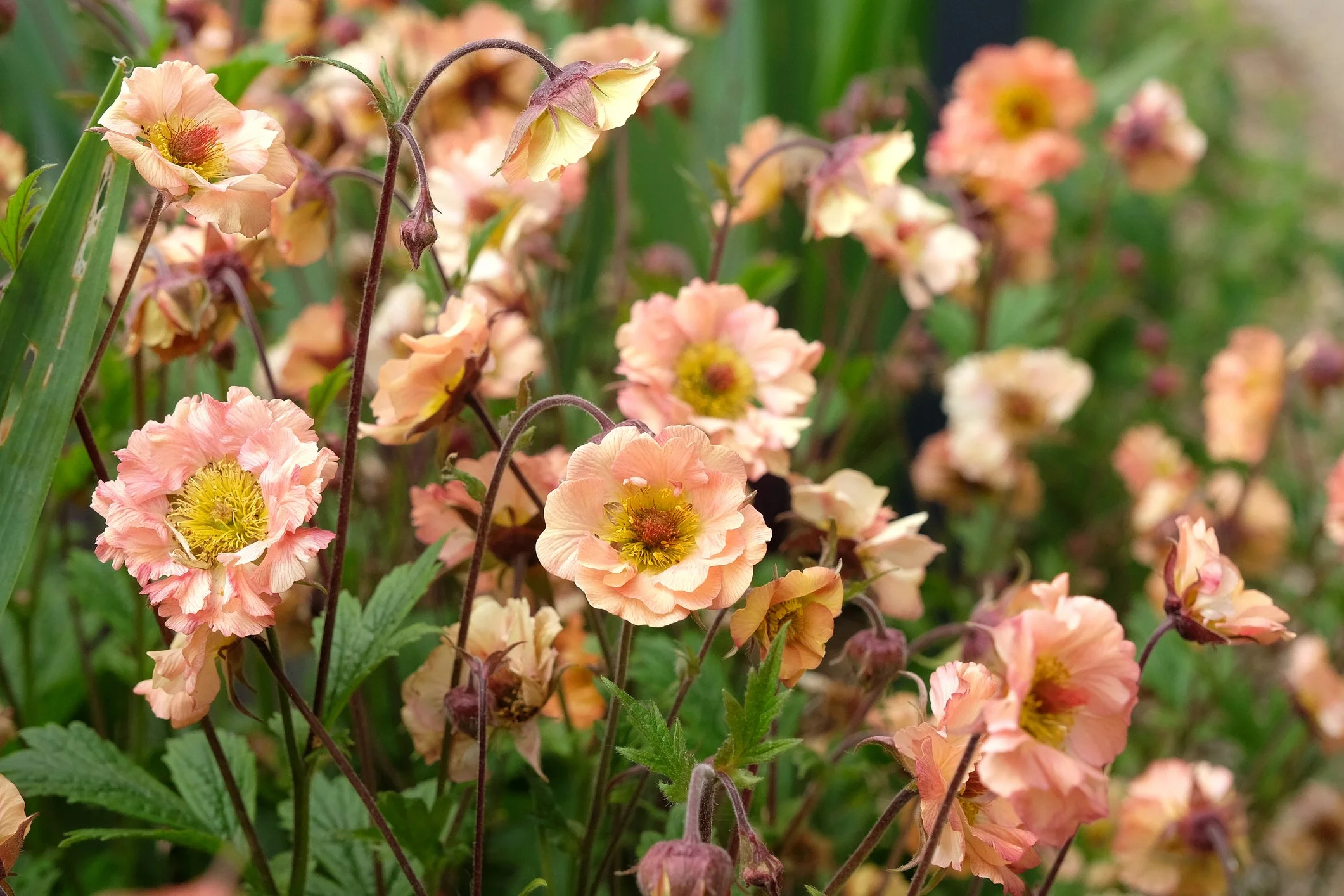 Geum 'Mai Tai'