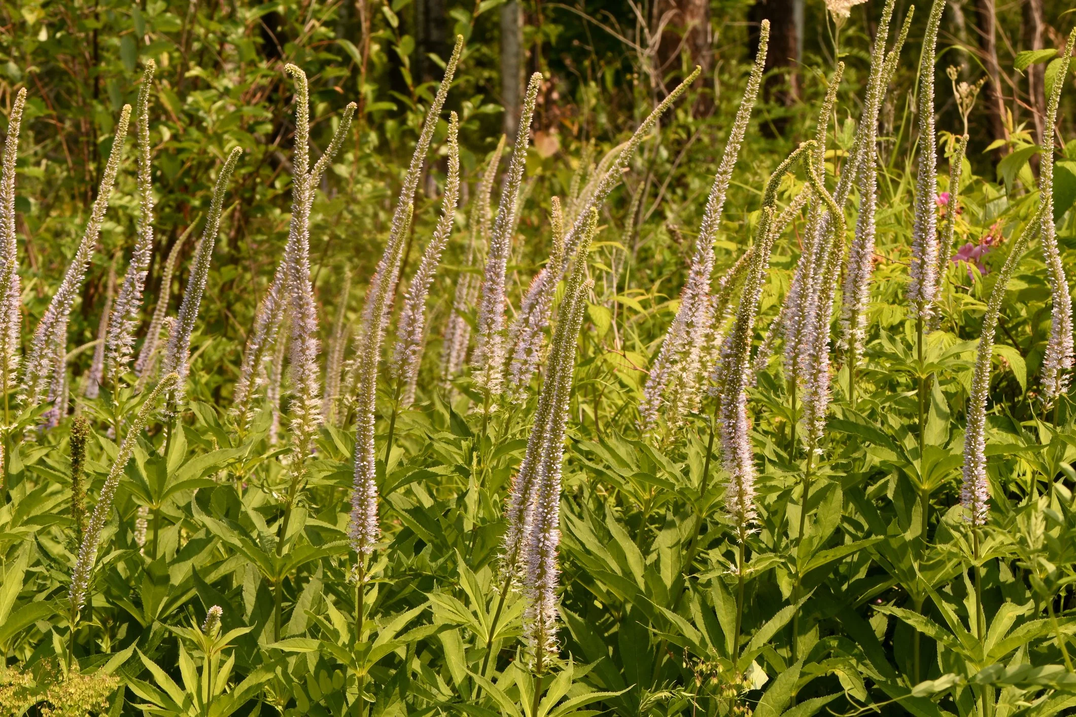 Veronicastrum virginicum 'Erica'