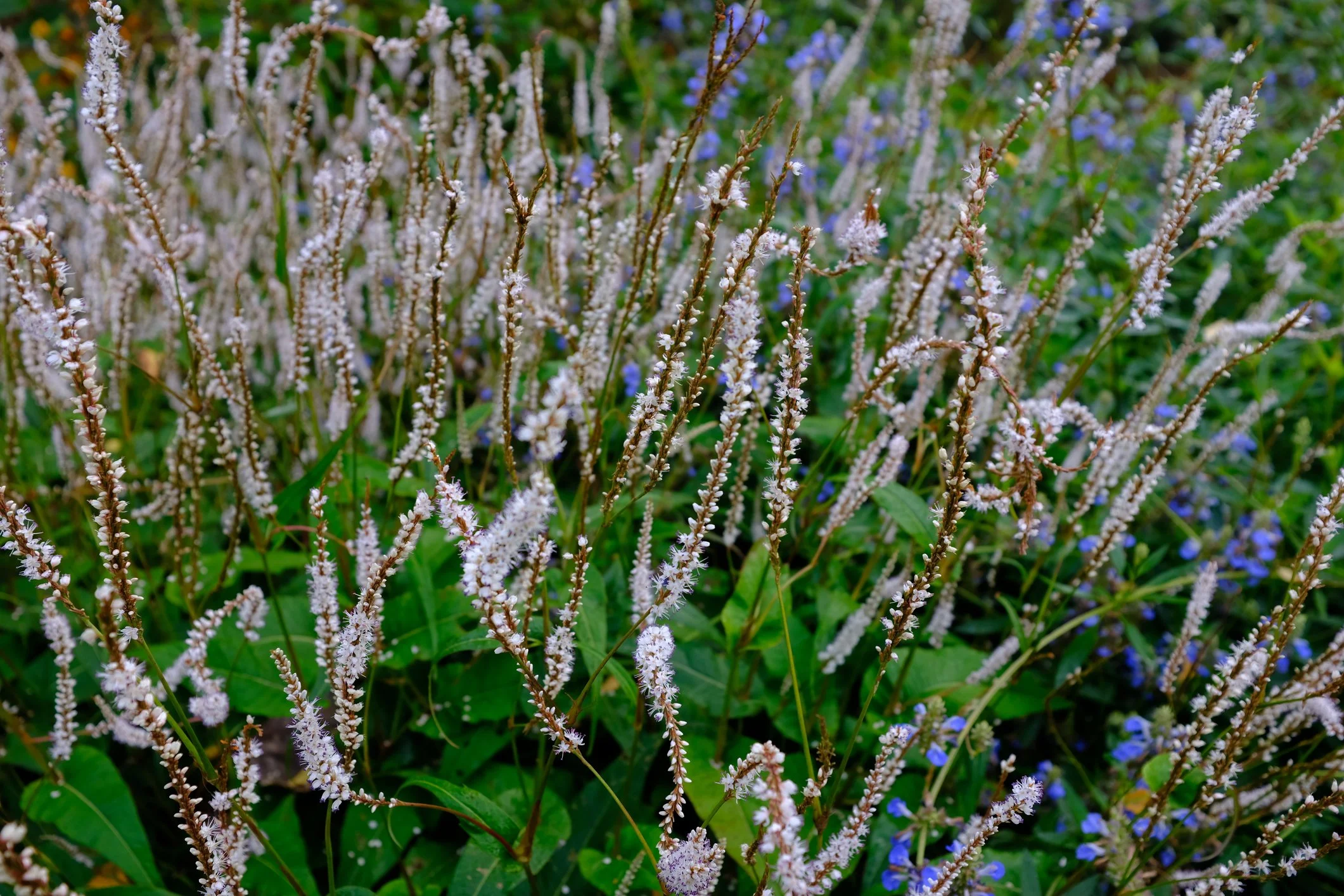 Persicaria amplexicaulis 'Alba'