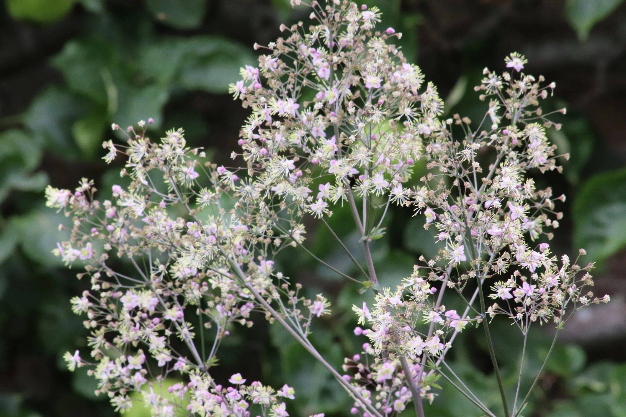 Thalictrum 'Anne'