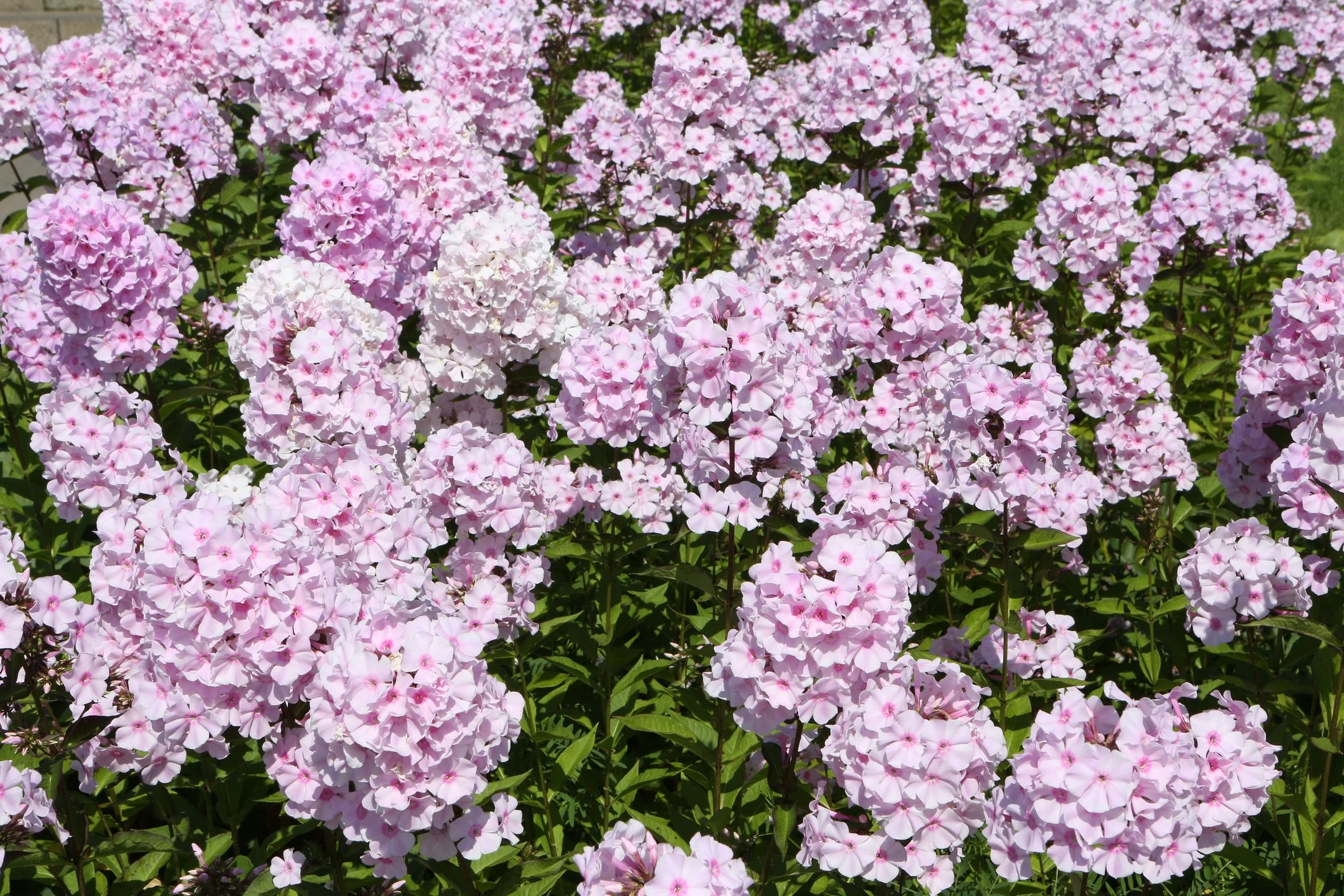 Phlox × arendsii 'Utopia'