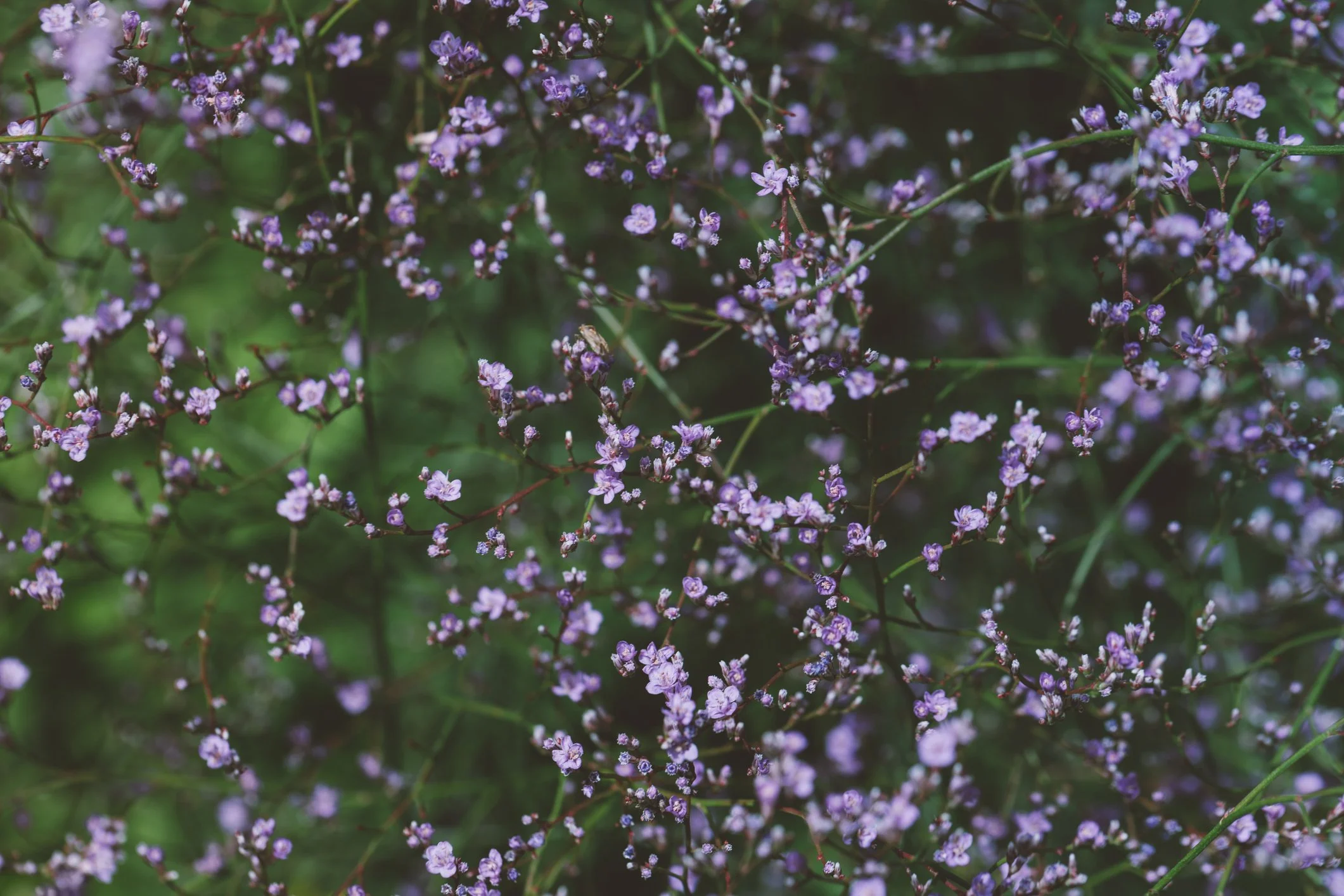 Limonium platyphyllum