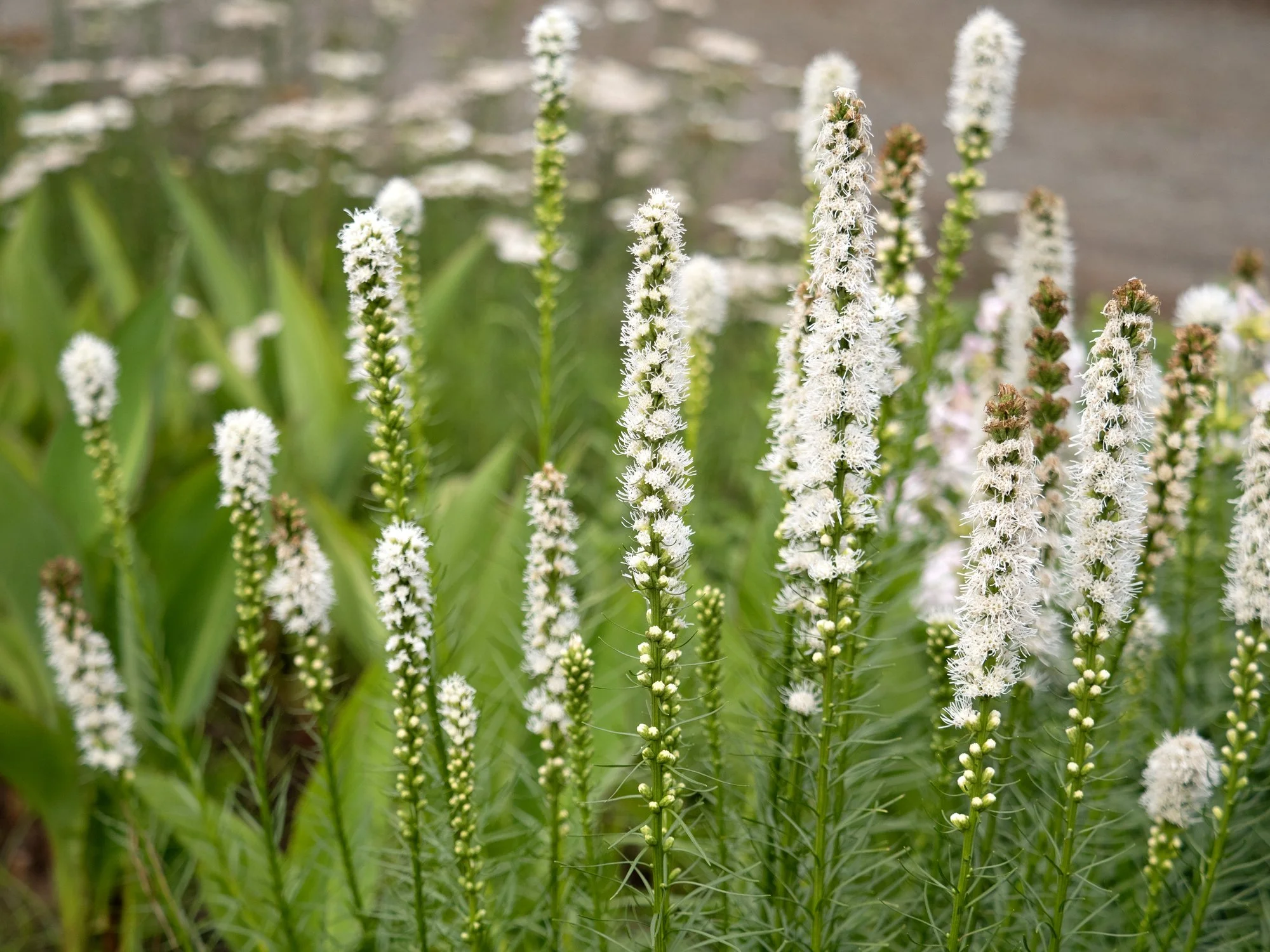Liatris spicata 'alba'