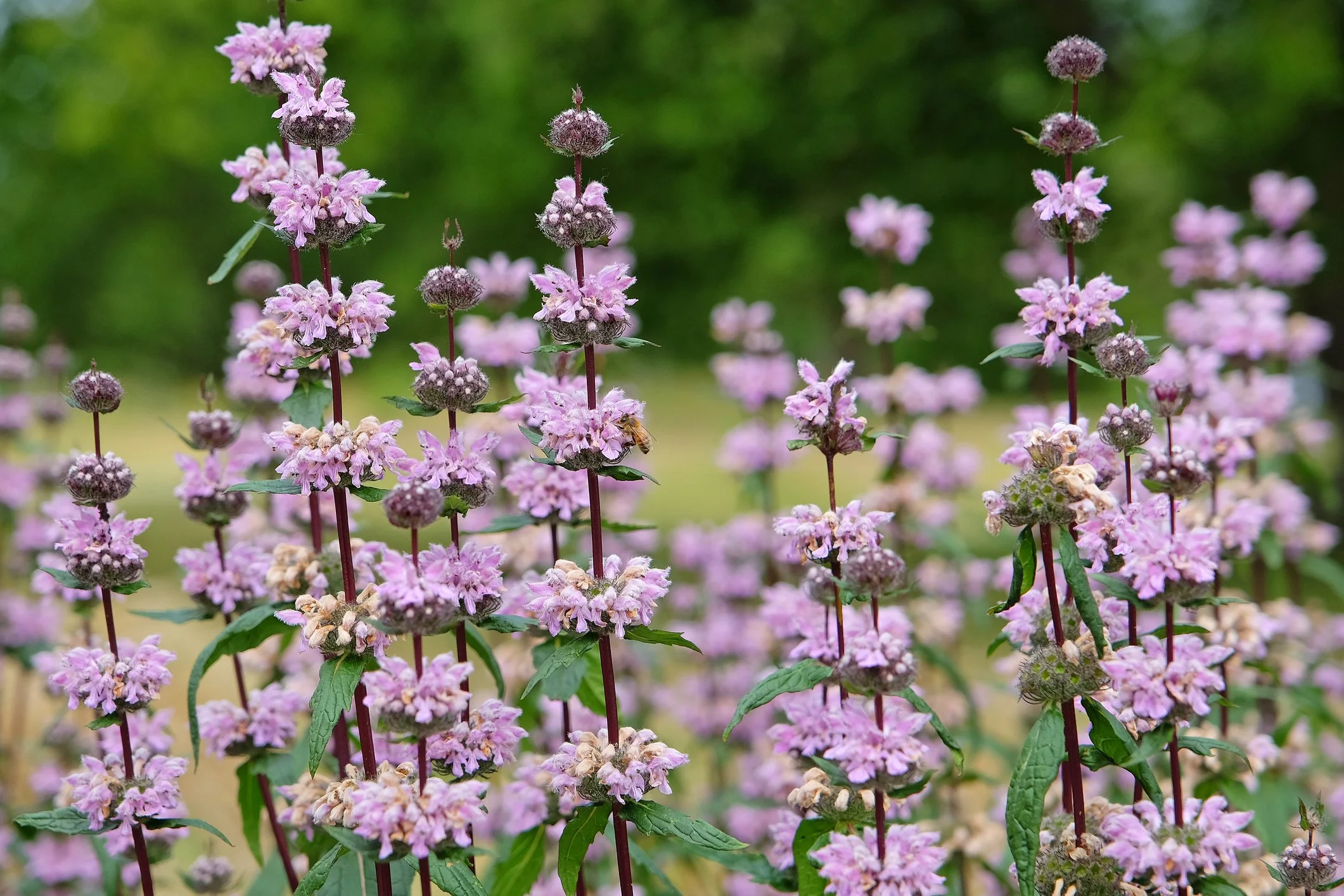 Phlomis tuberosa 'Amazone'