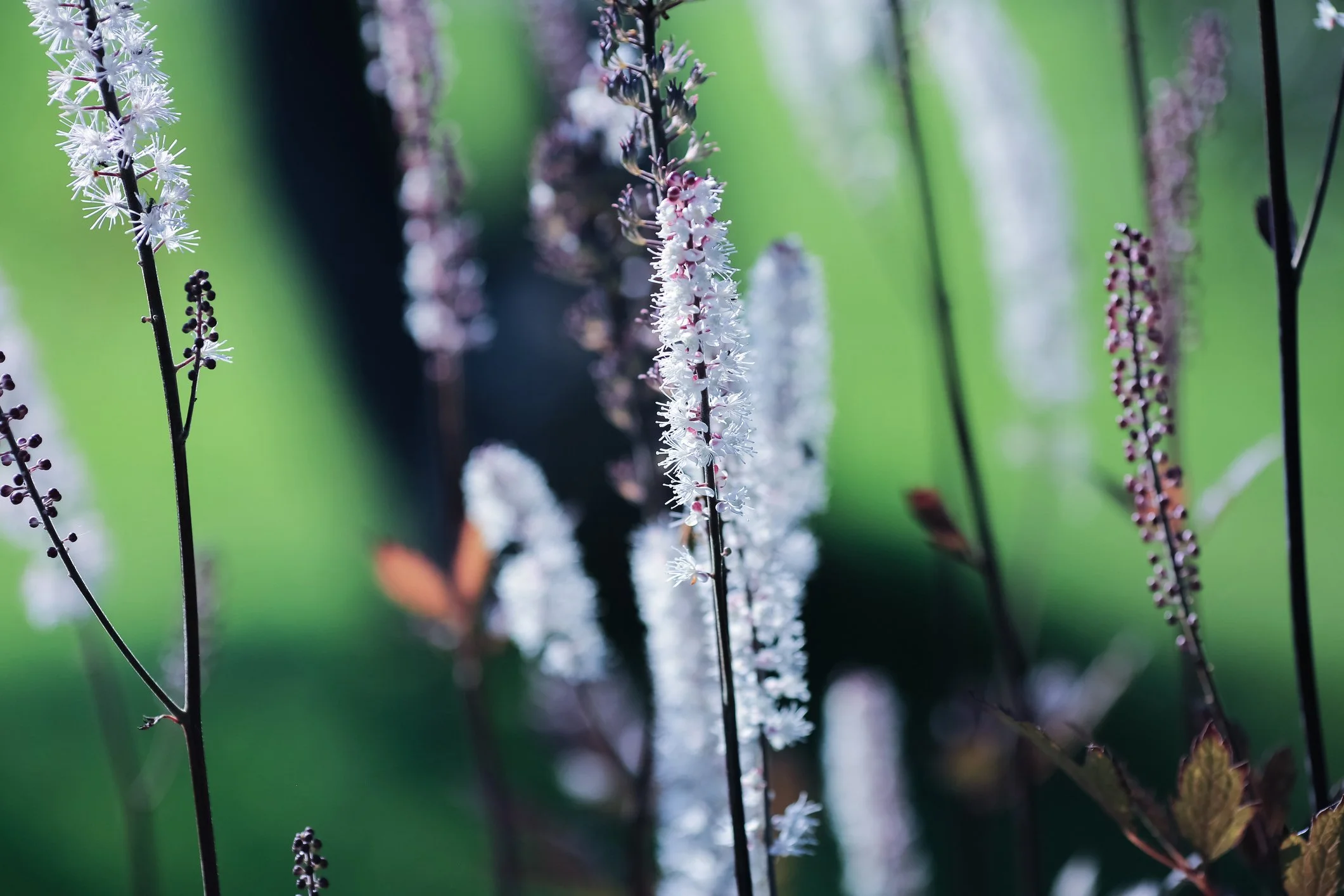 Actaea simplex (Atropurpurea Group) 'James Compton'