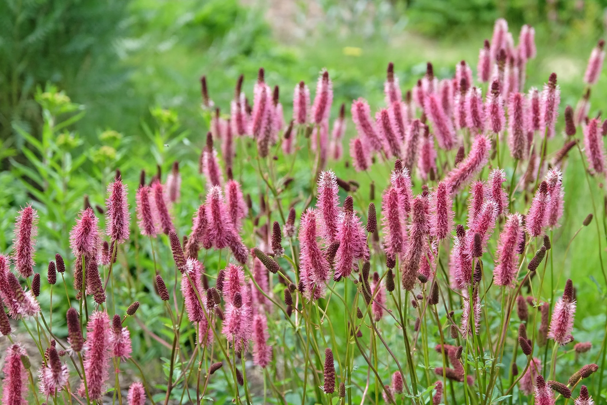 Sanguisorba 'Blackthorn'