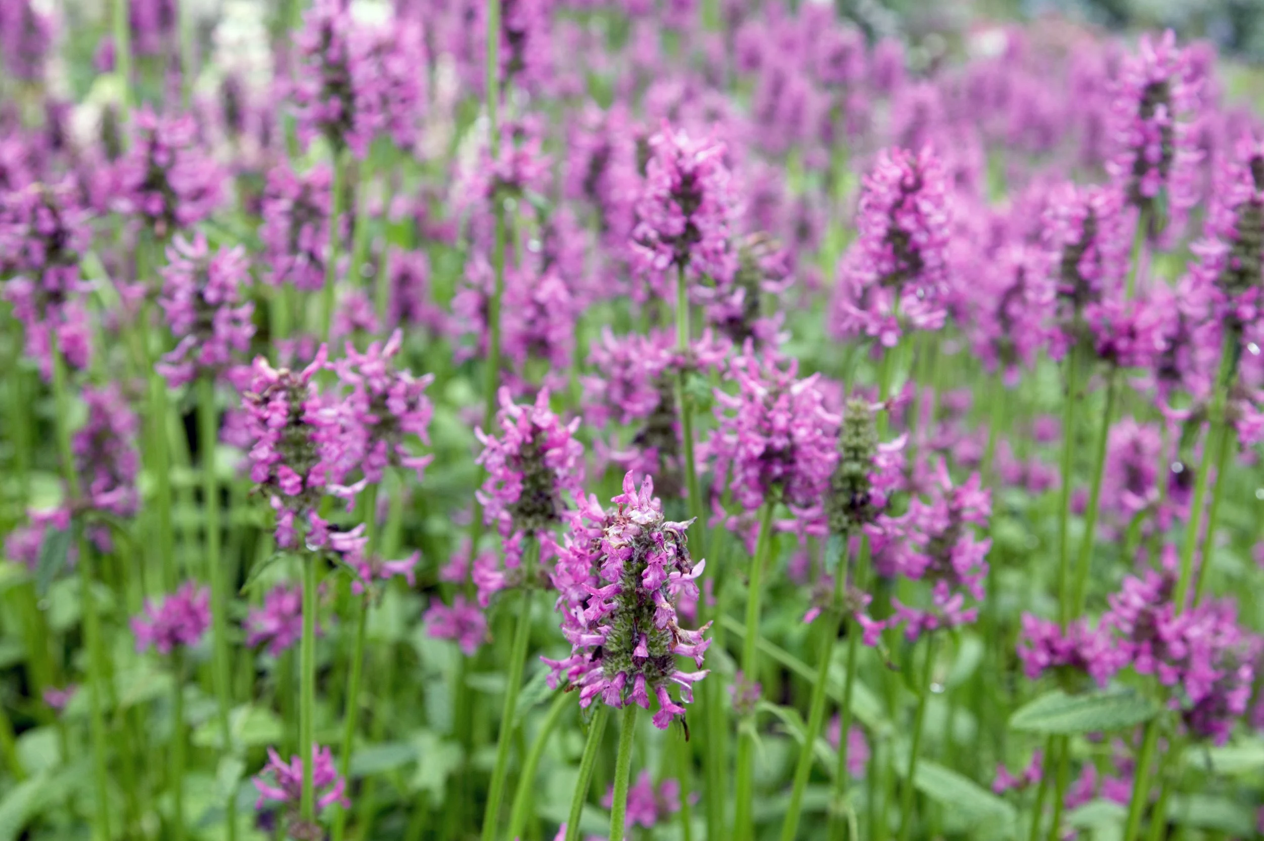 Stachys officinalis 'Hummelo'