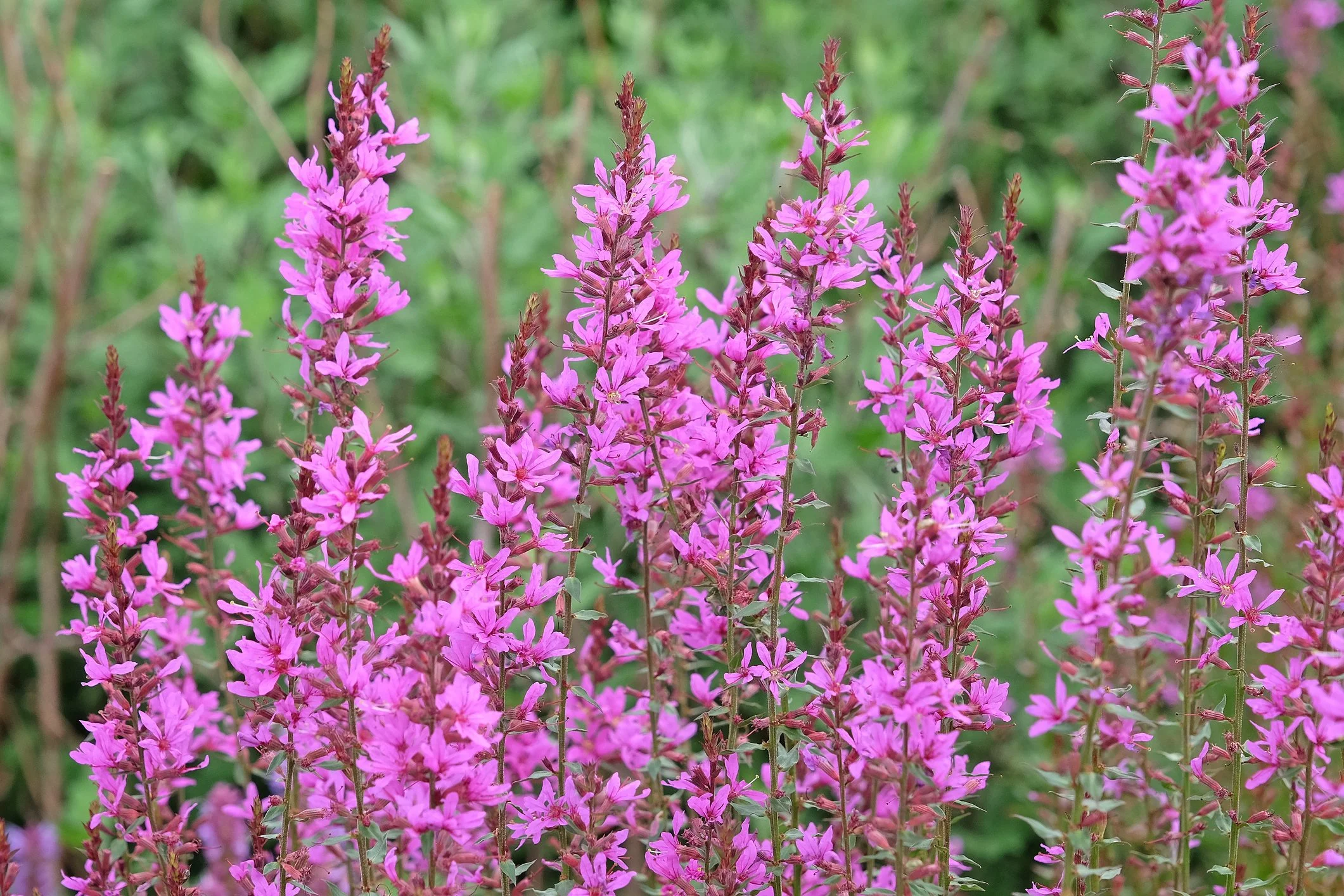 Lythrum virgatum 'Dropmore Purple'
