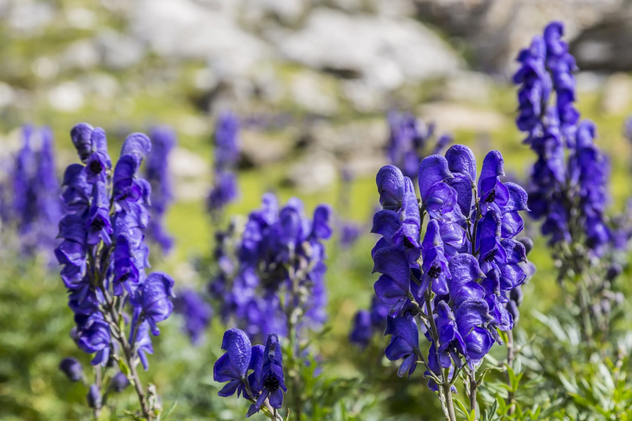 Aconitum carmichaelii