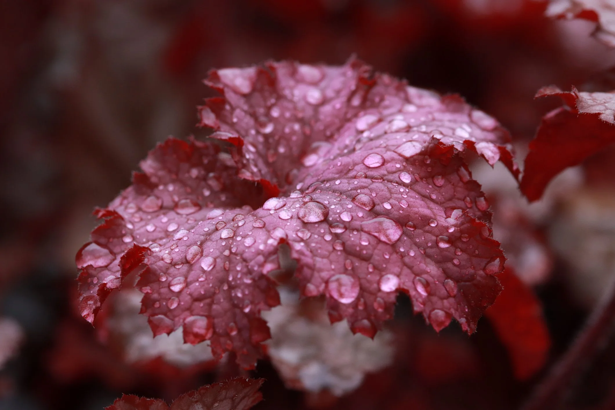 Huechera 'Palace Purple'