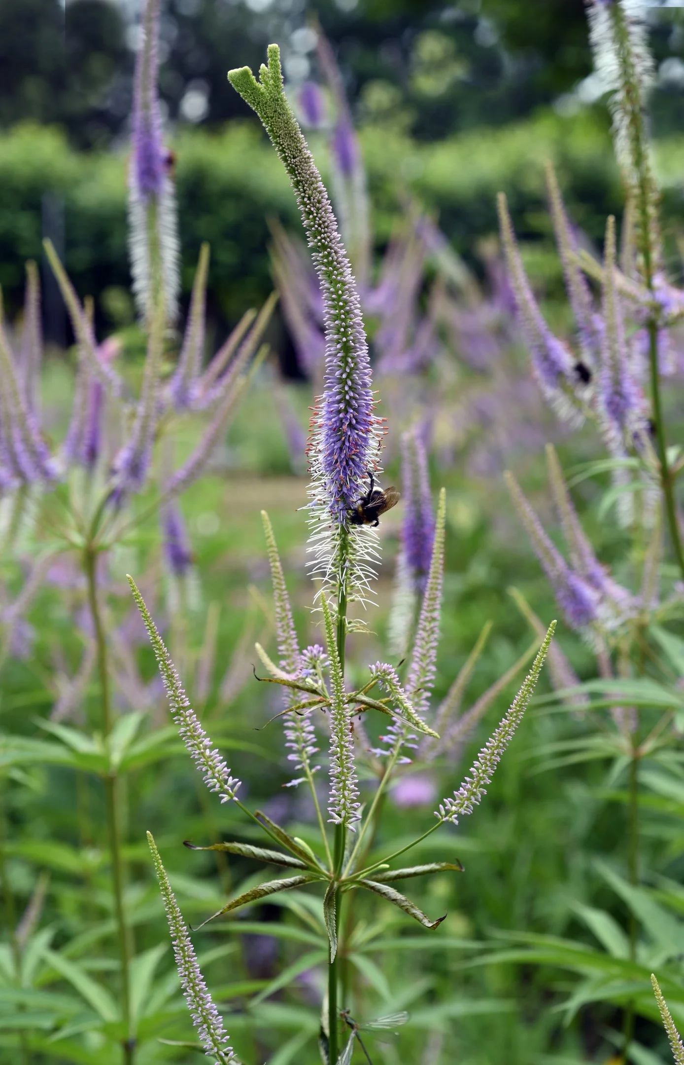 Veronicastrum virginicum 'Fasination'