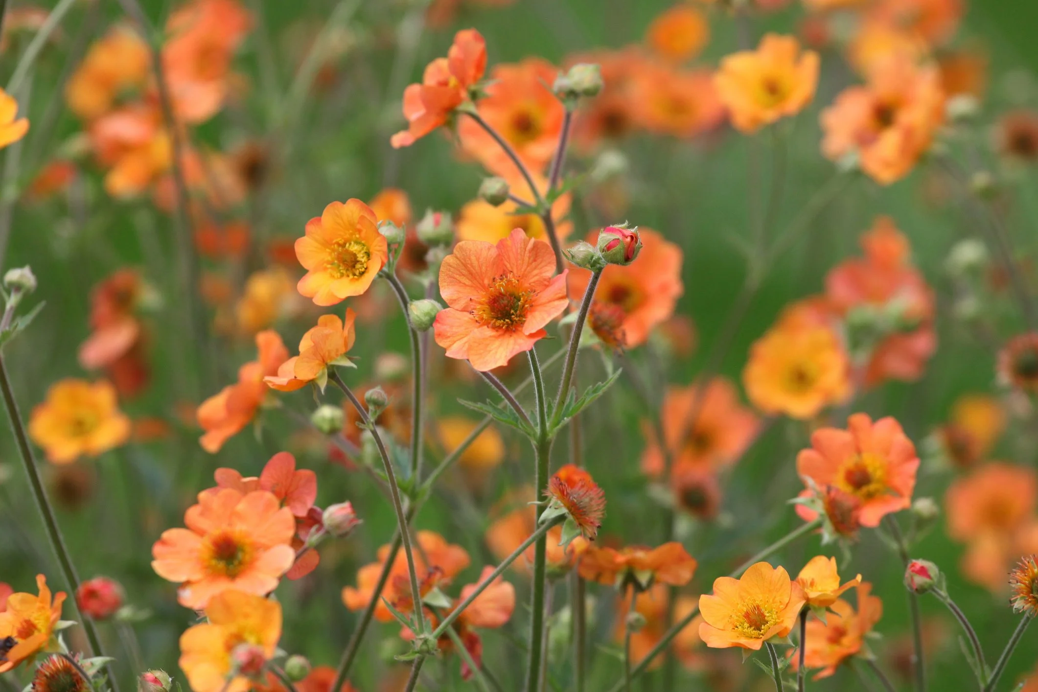 Geum 'Totally Tangerine' 
