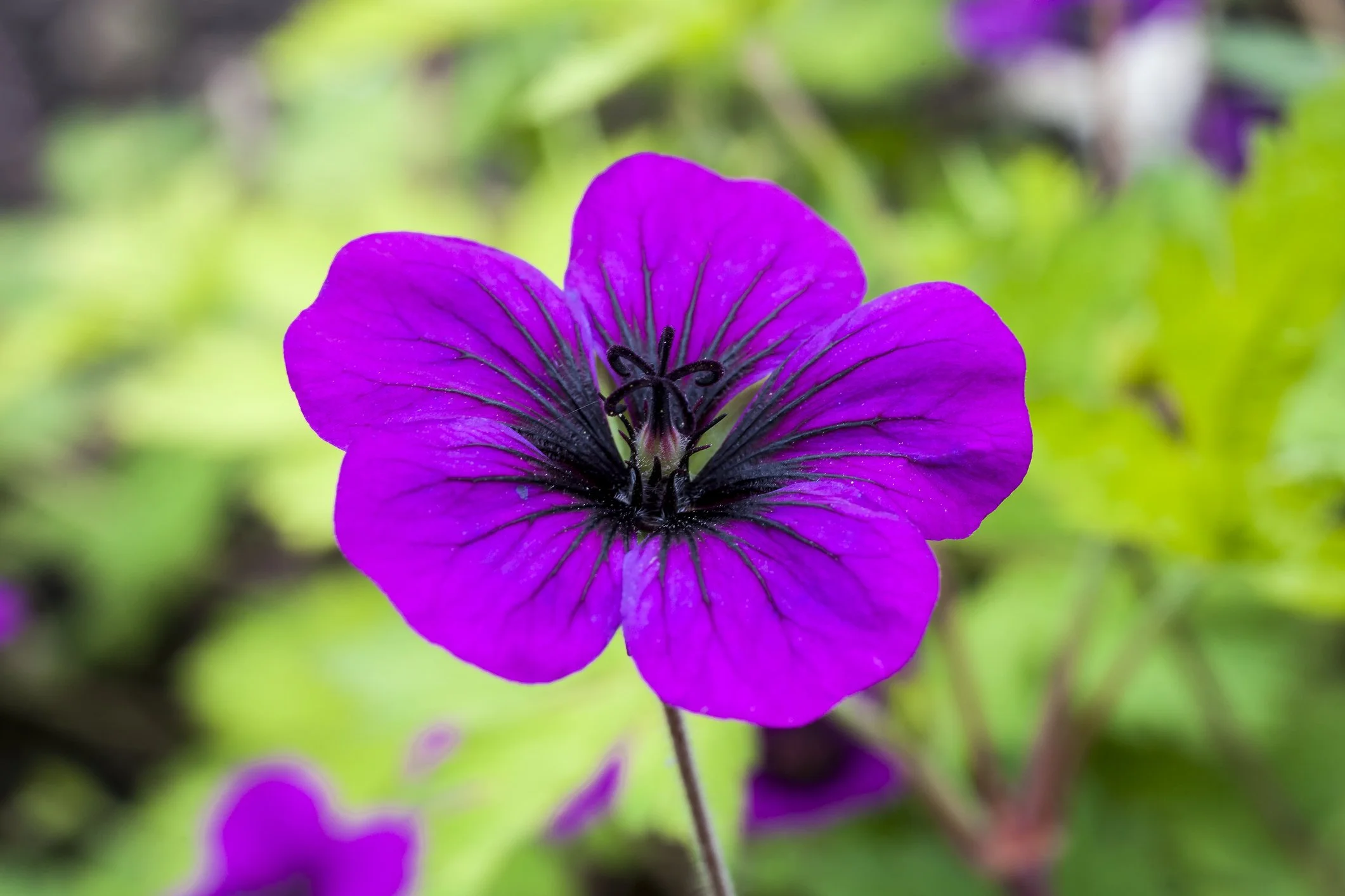 Geranium phaem ‘Raven’