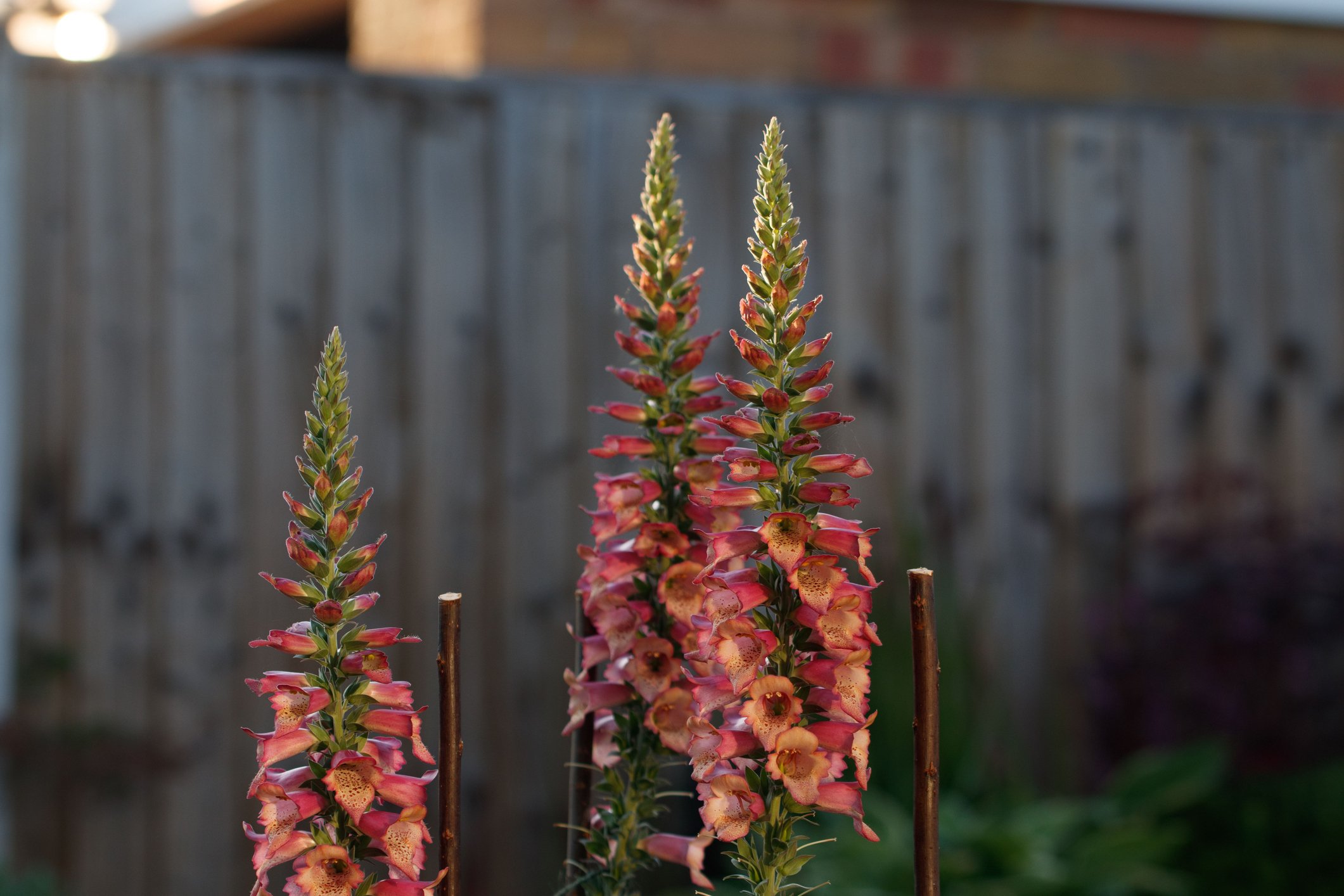 Digitalis Ruby Glow