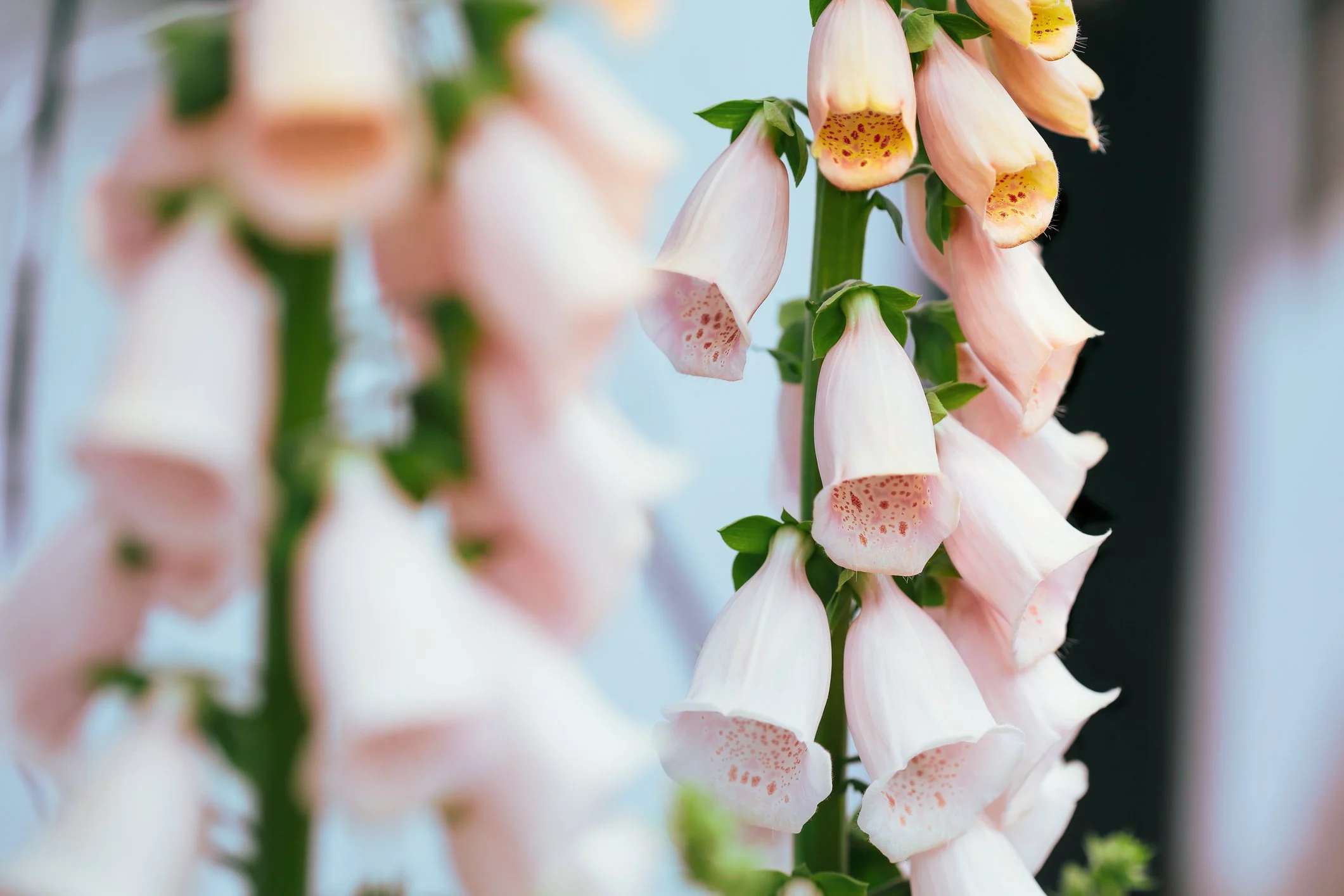 Digitalis Apricot Beauty