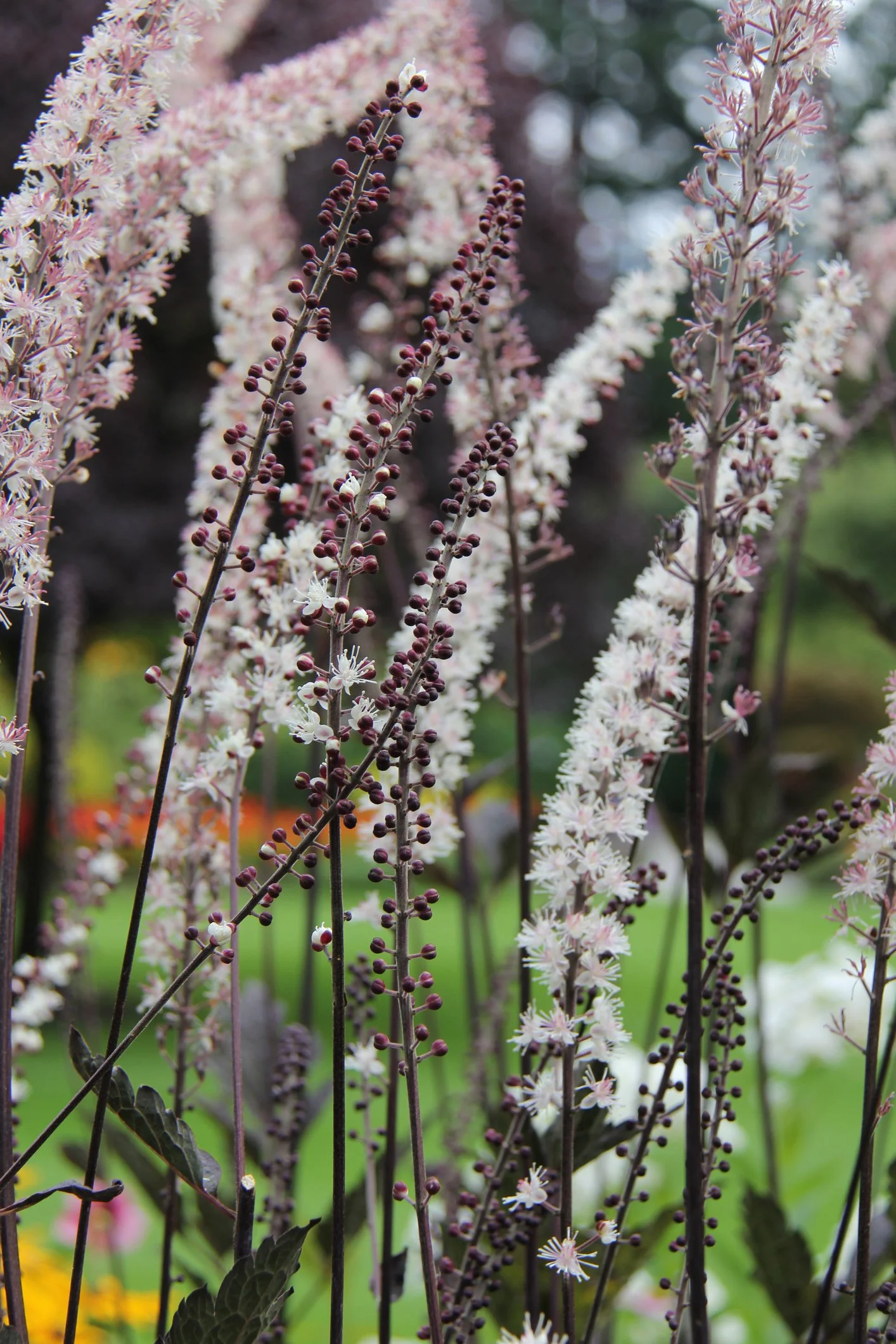Actaea 'Chocoholic'