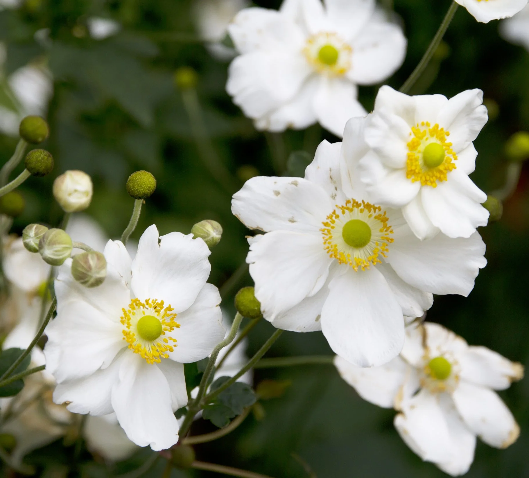 Anemone 'Honorine Jobert'