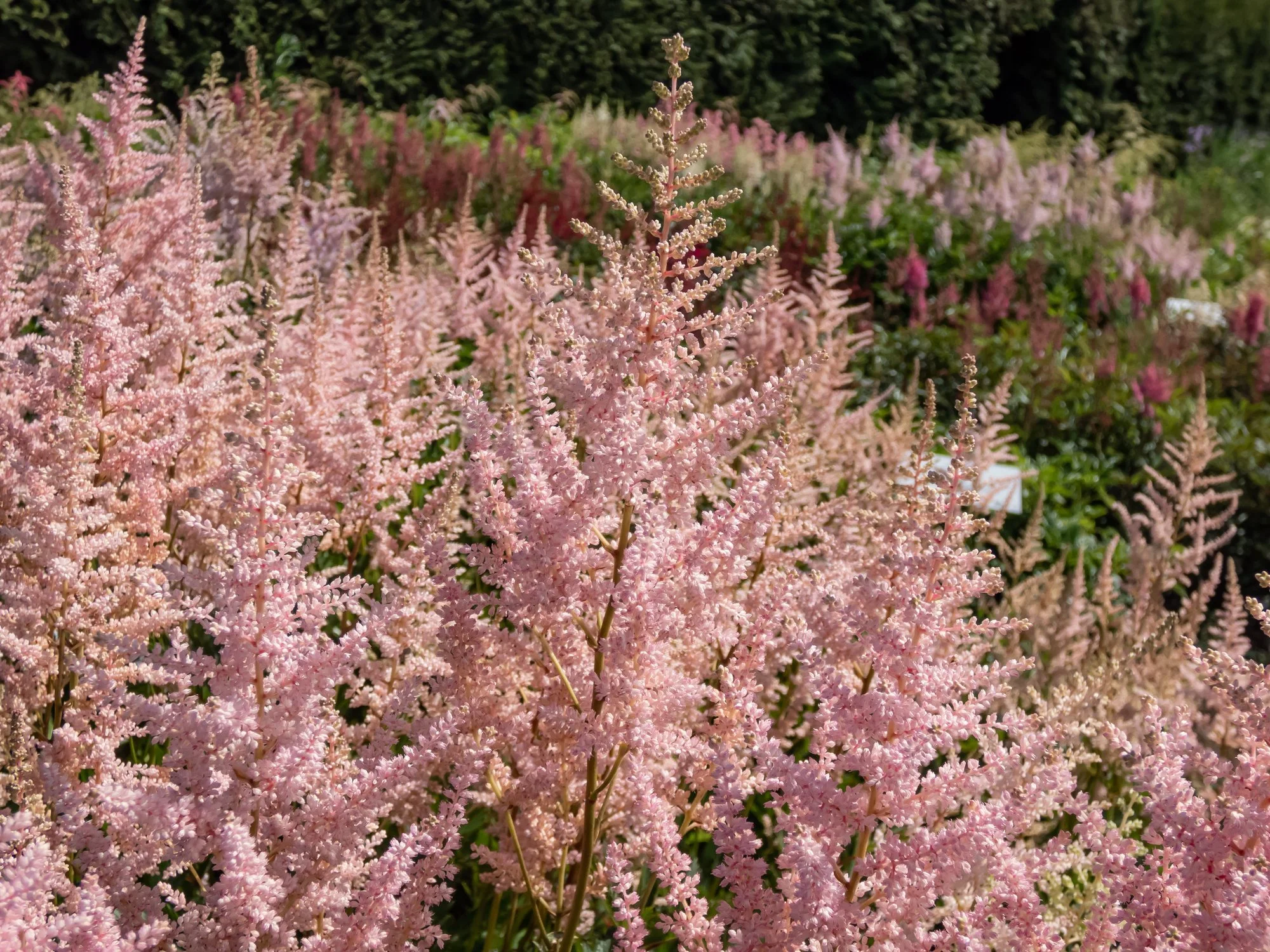 Astilbe 'Erica'