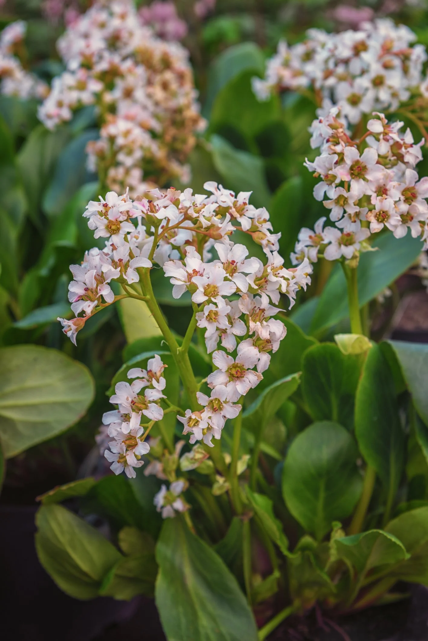 Bergenia Bressingham White
