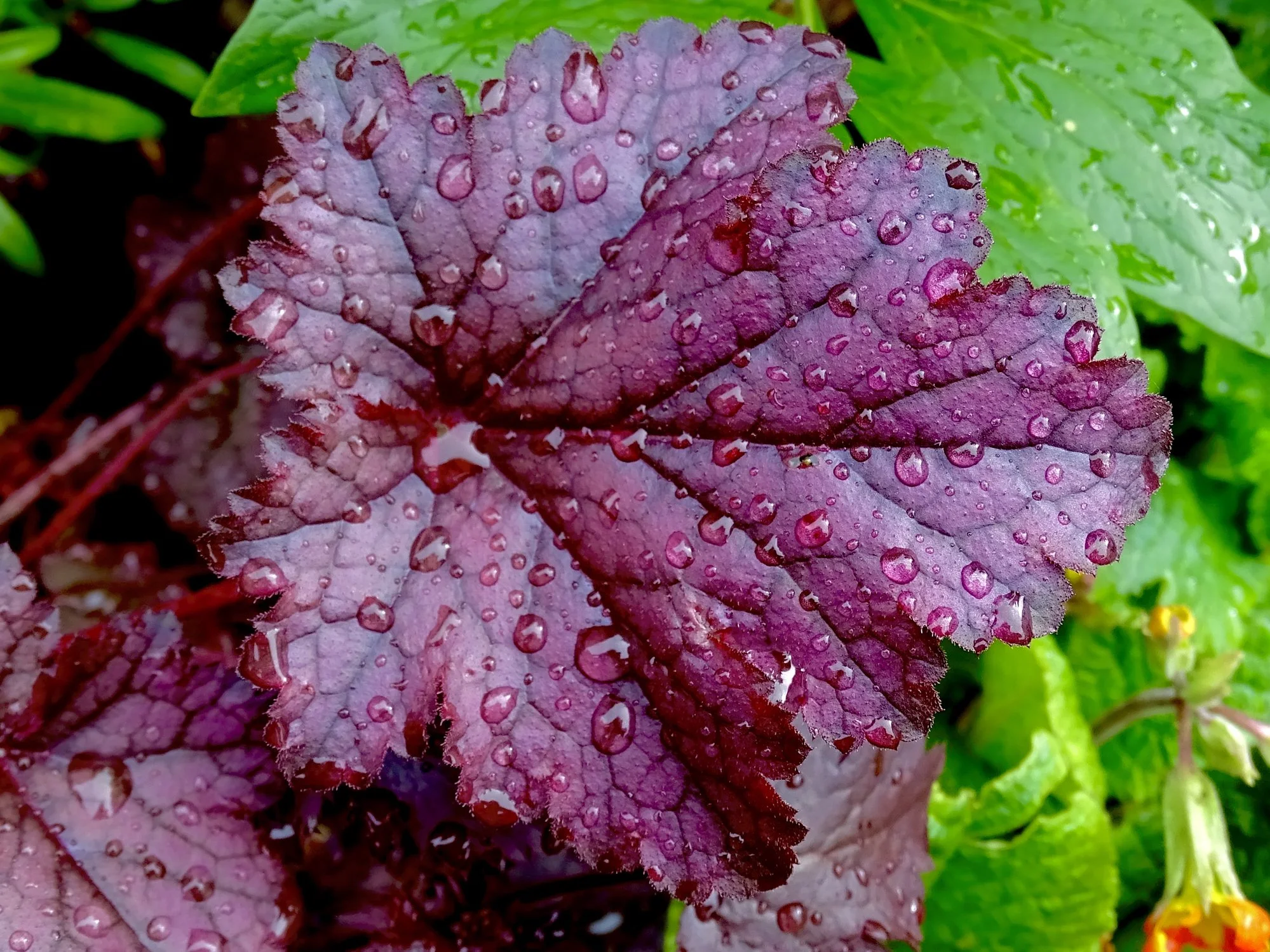 Huechera 'Plum Royale