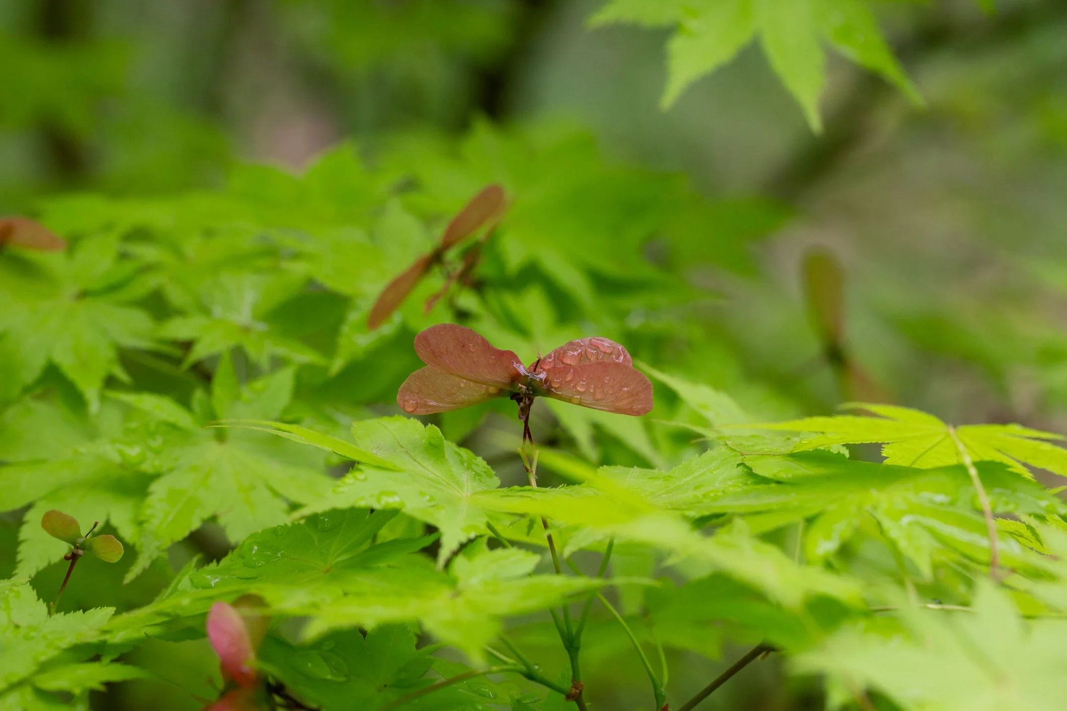 Acer × freemanii 'Armstrong'