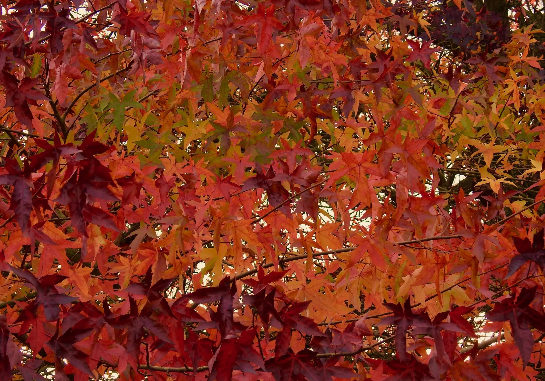 Liquidambar styraciflua 'Slender Silhouette'