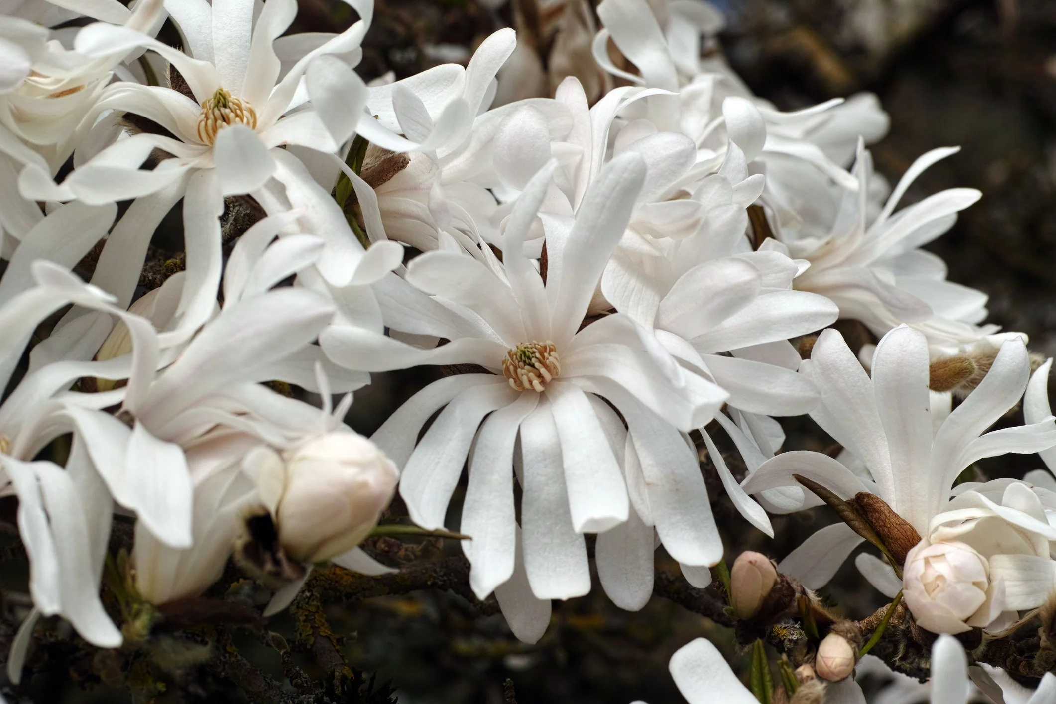 Magnolia stellata