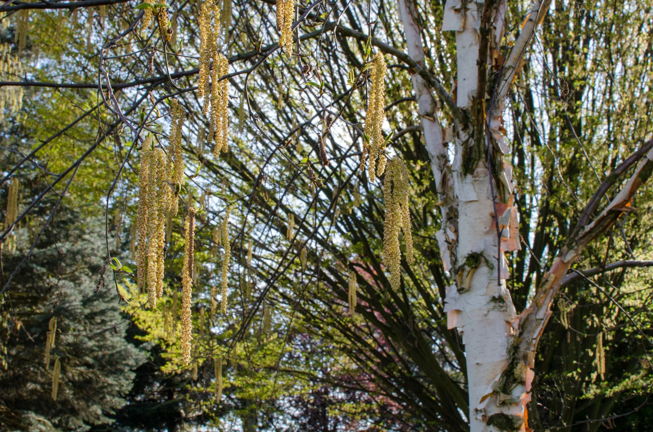 Betula 'Fascination'
