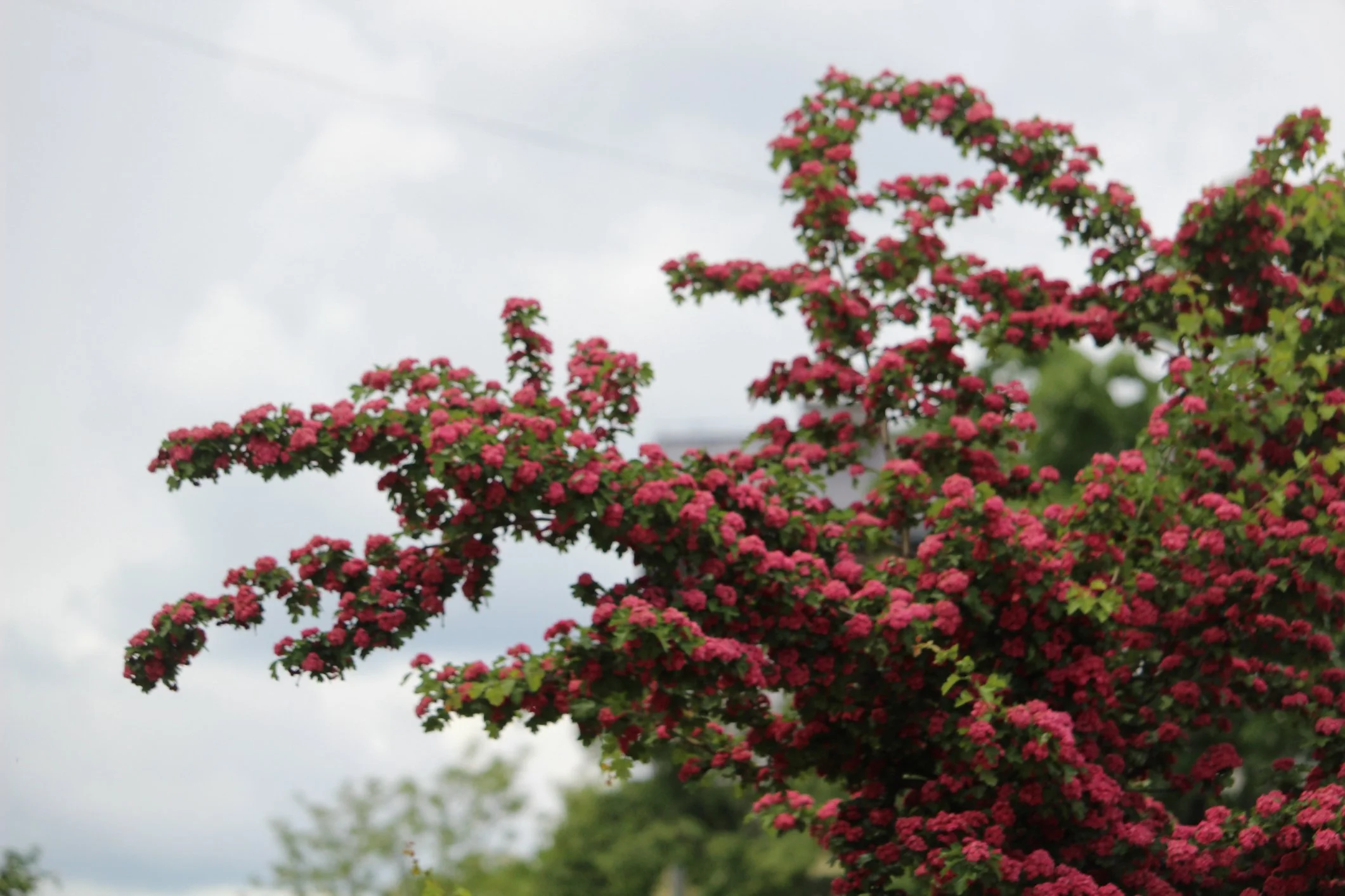 Crataegus × media 'Paul's Scarlet'