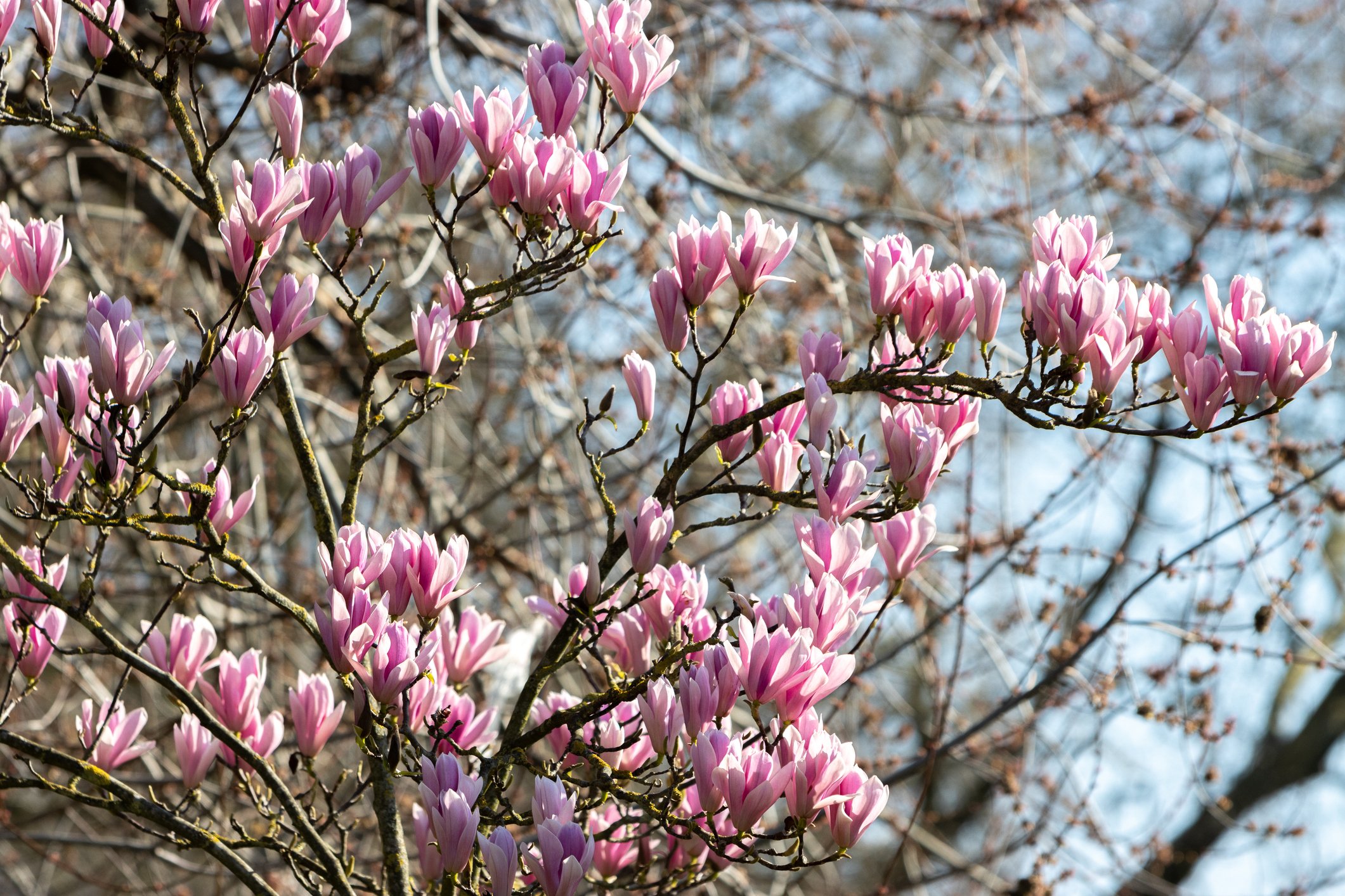 Magnolia 'Susan'