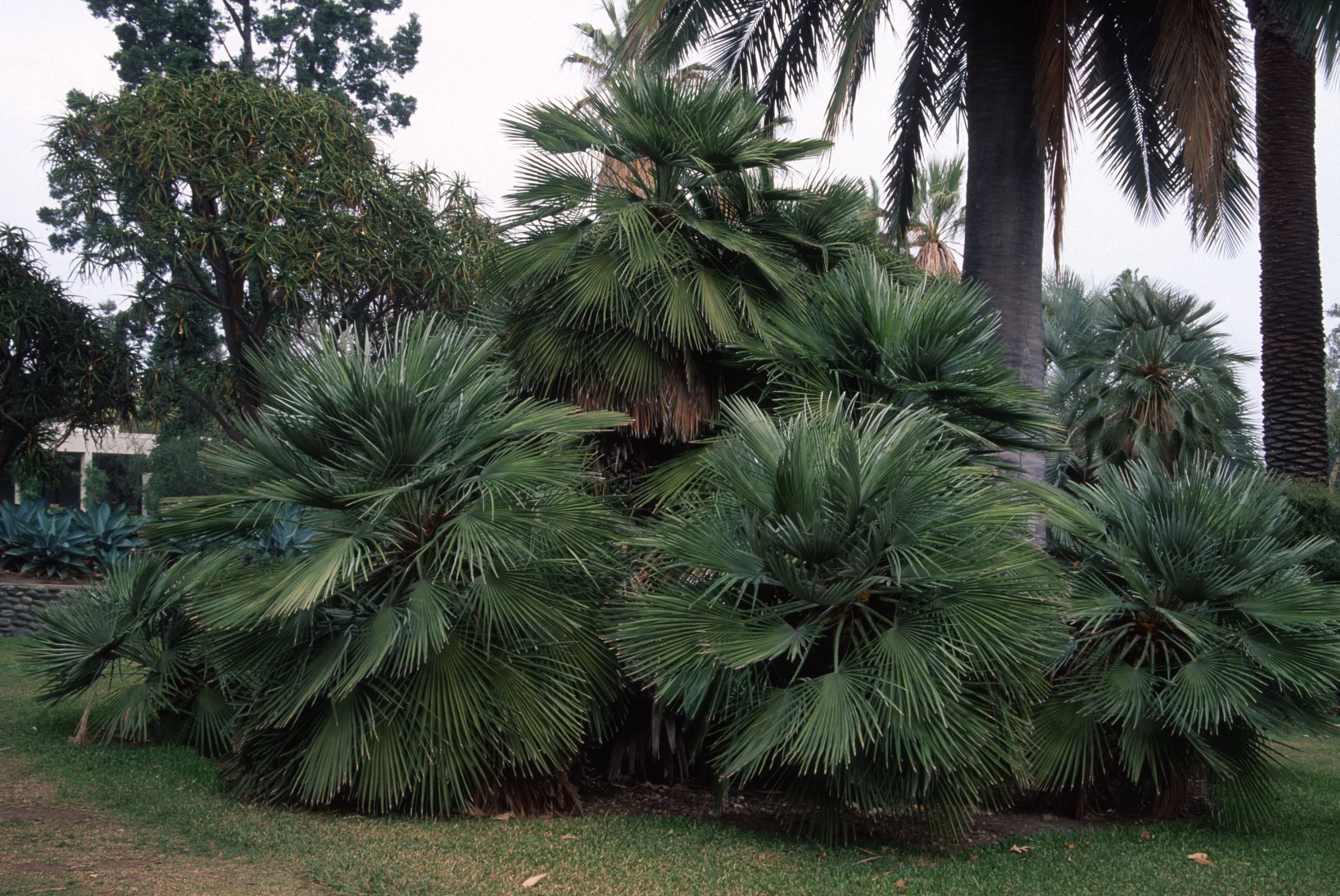 Chamaerops humilis