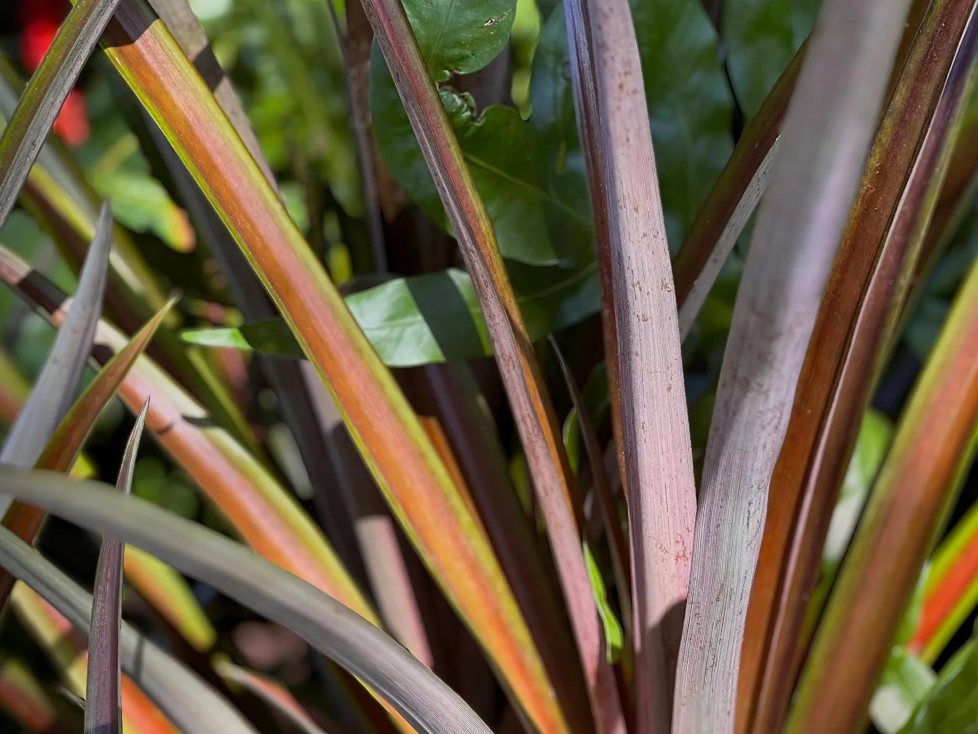 Cordyline australis ‘Choc Mint’
