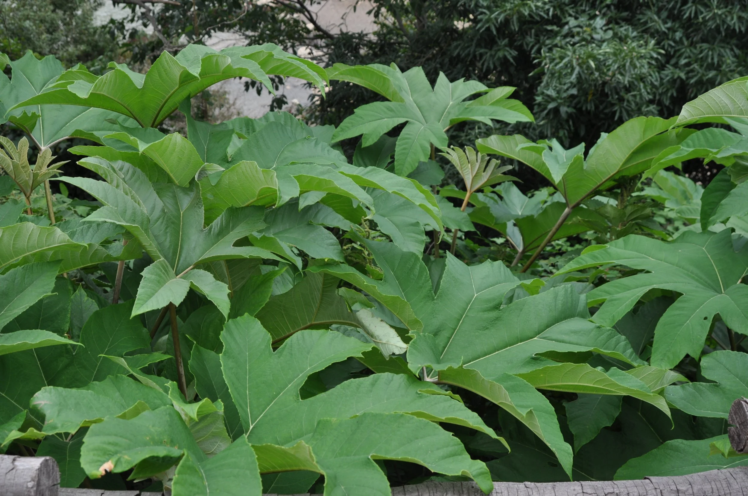 Tetrapanax papyrifer 'Rex'