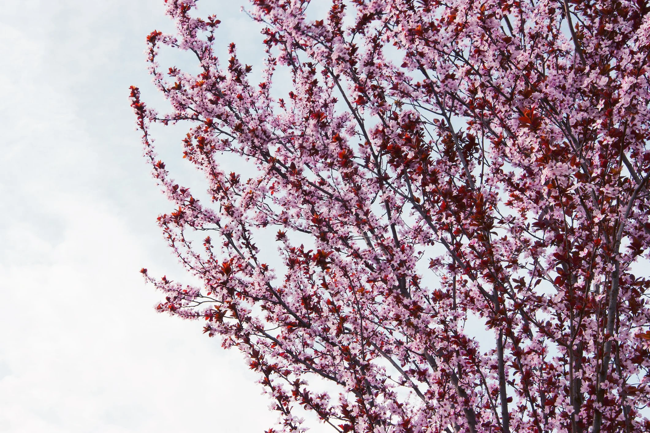 Prunus cerasifera ‘Crimson Pointe’