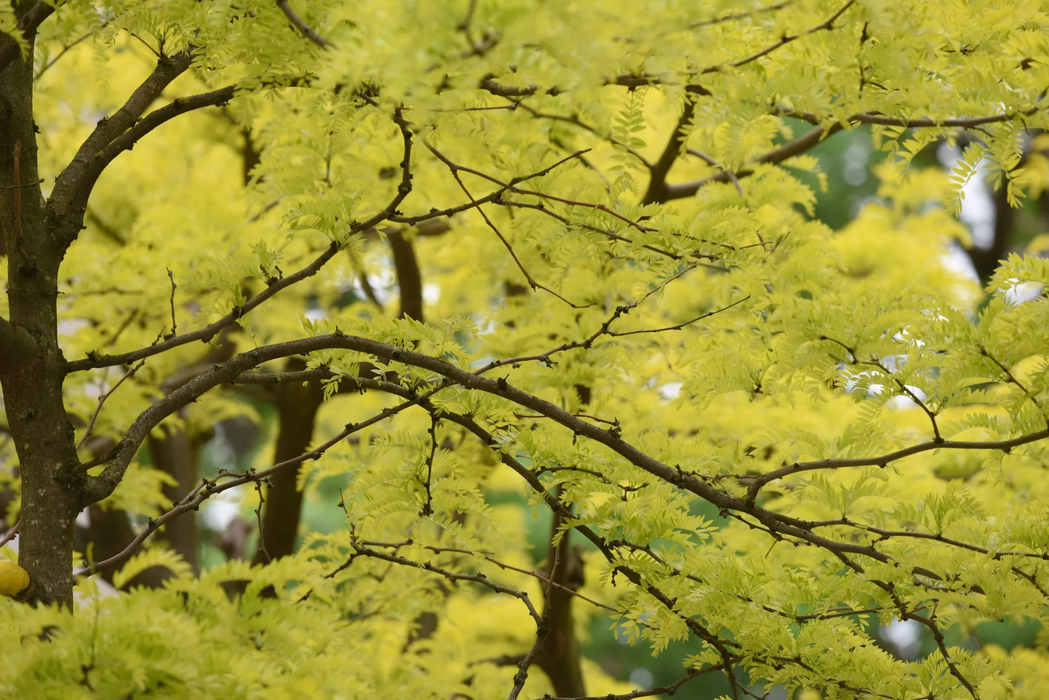 Gleditsia triacanthos f. inermis 'Sunburst'
