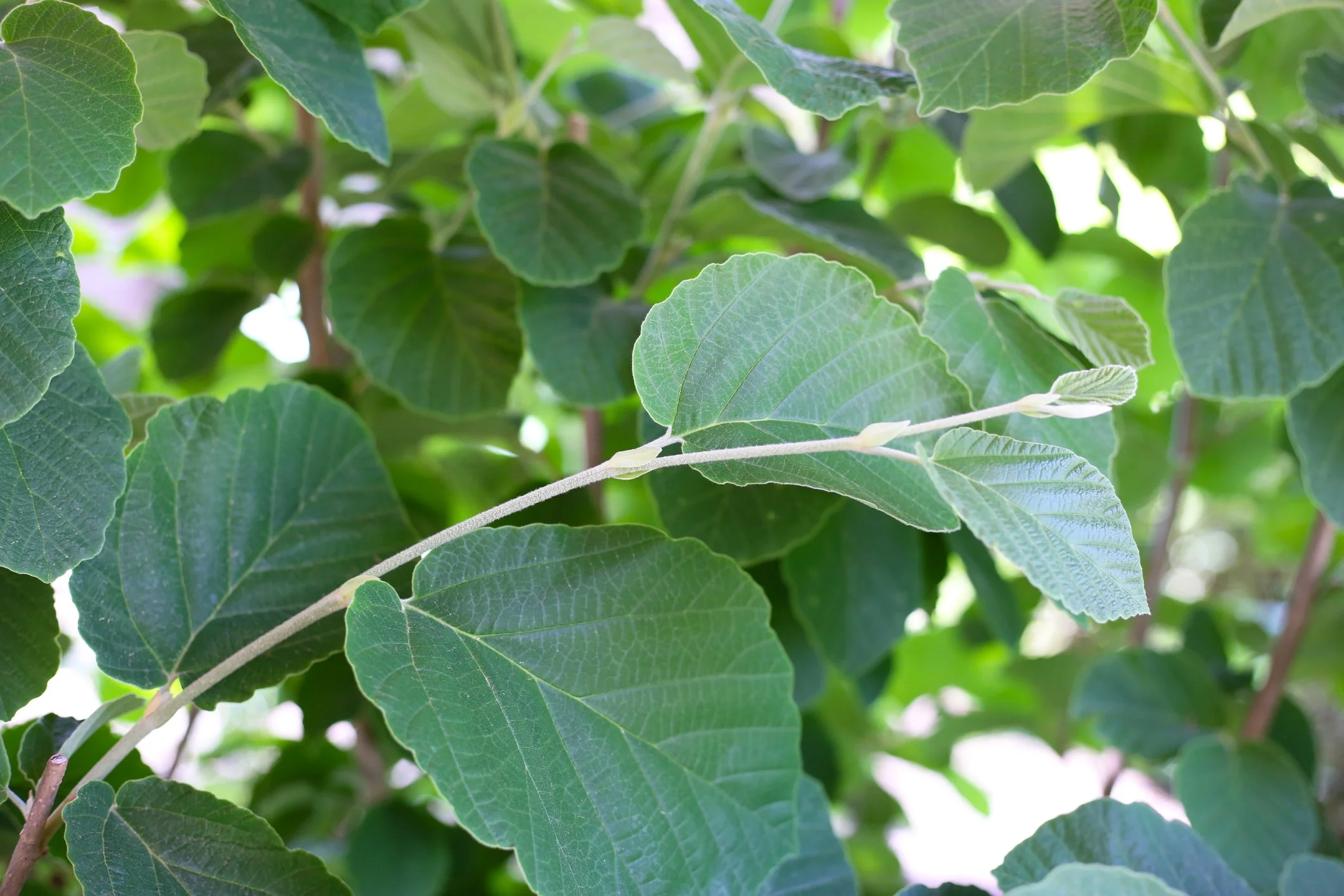 Fothergilla gardenii