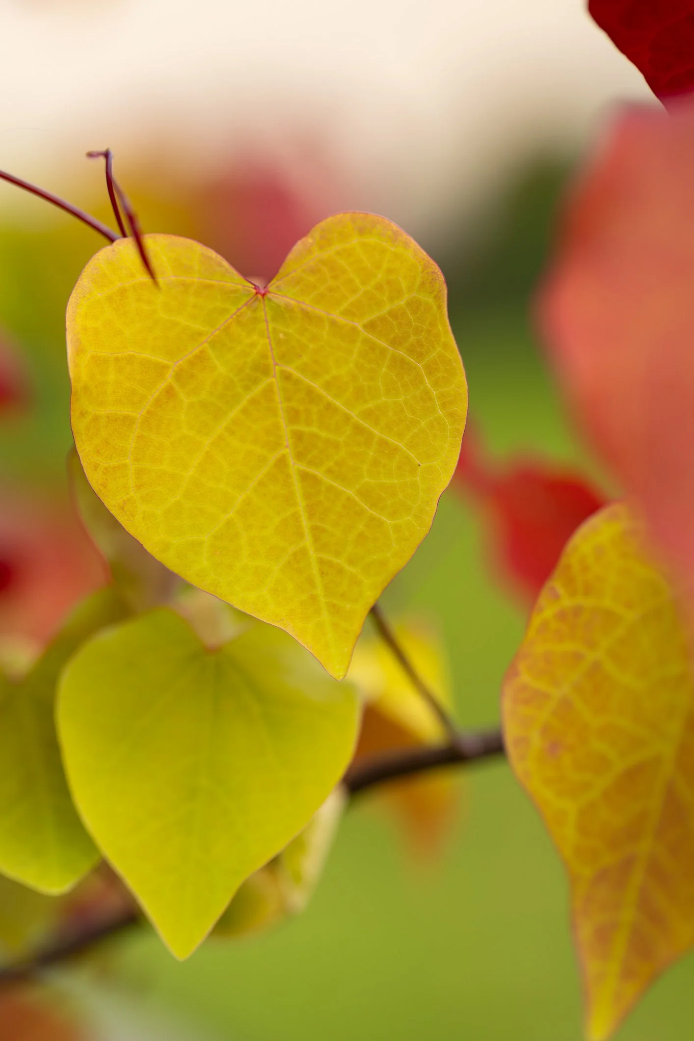 Cercis canadensis 'Hearts Of Gold'