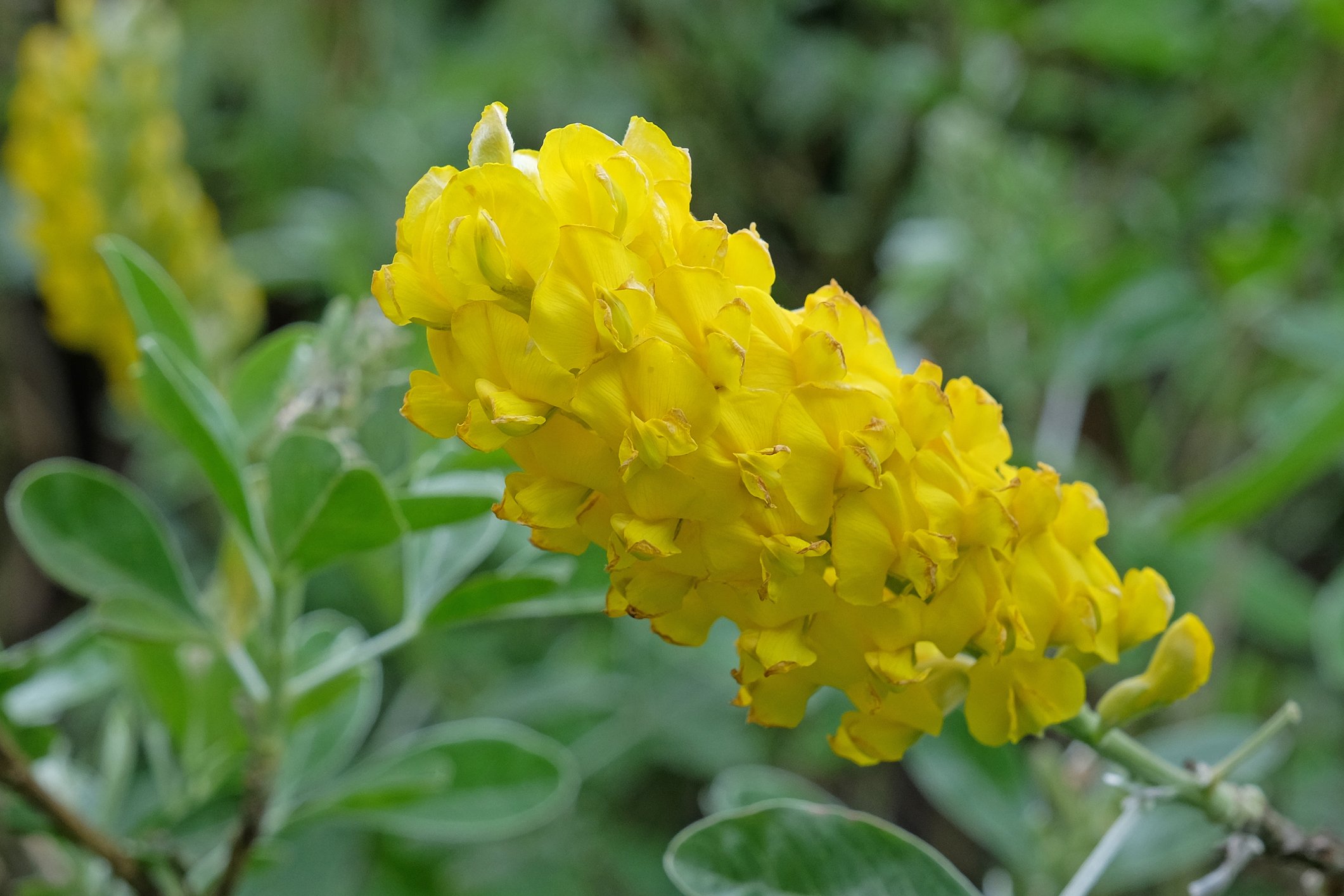 Argyrocytisus battandieri