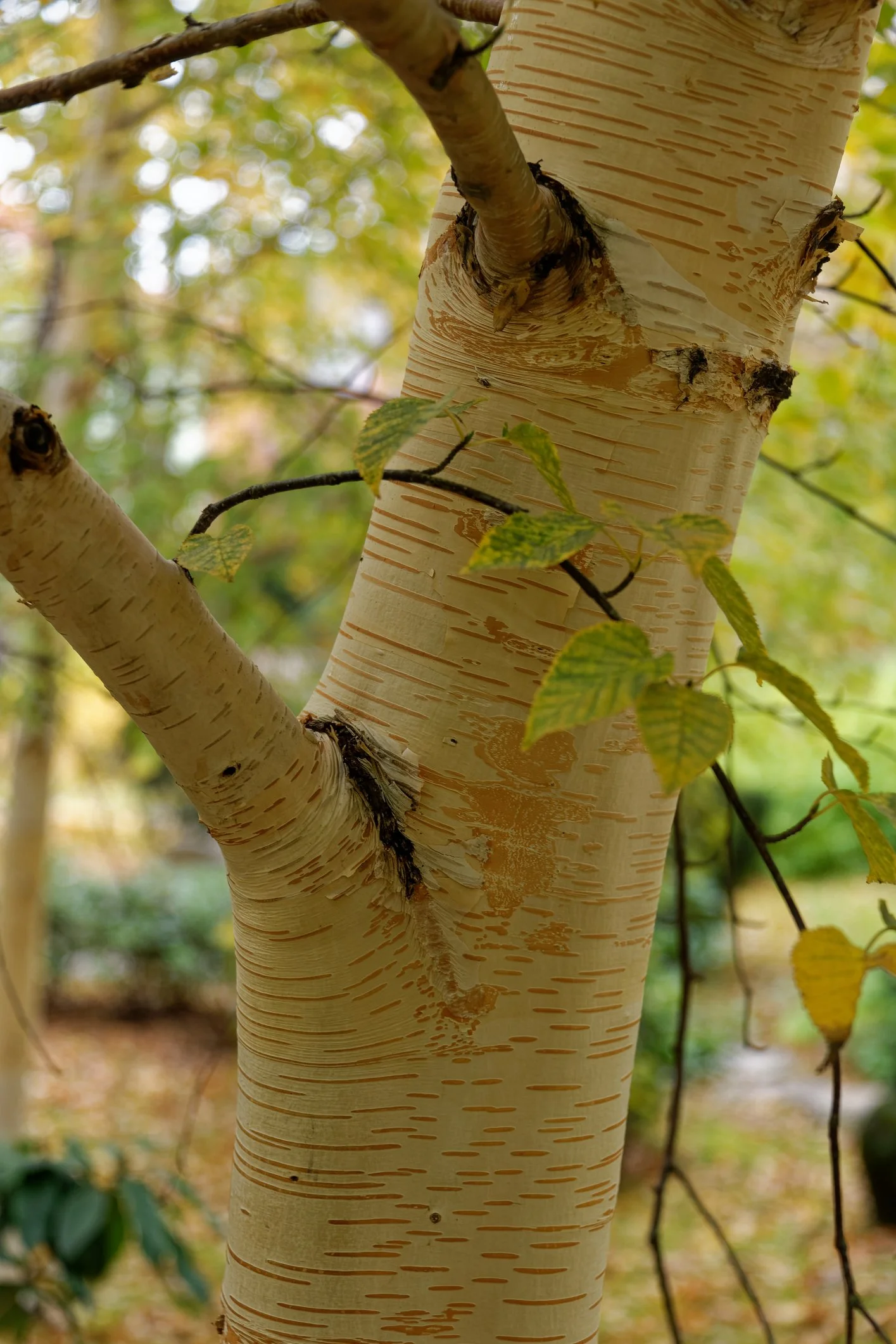 Betula utilis var. jacquemontii