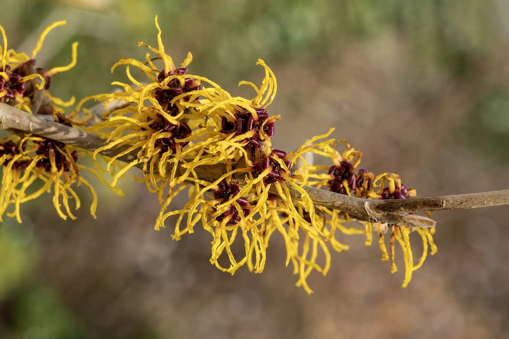 Hamamelis mollis