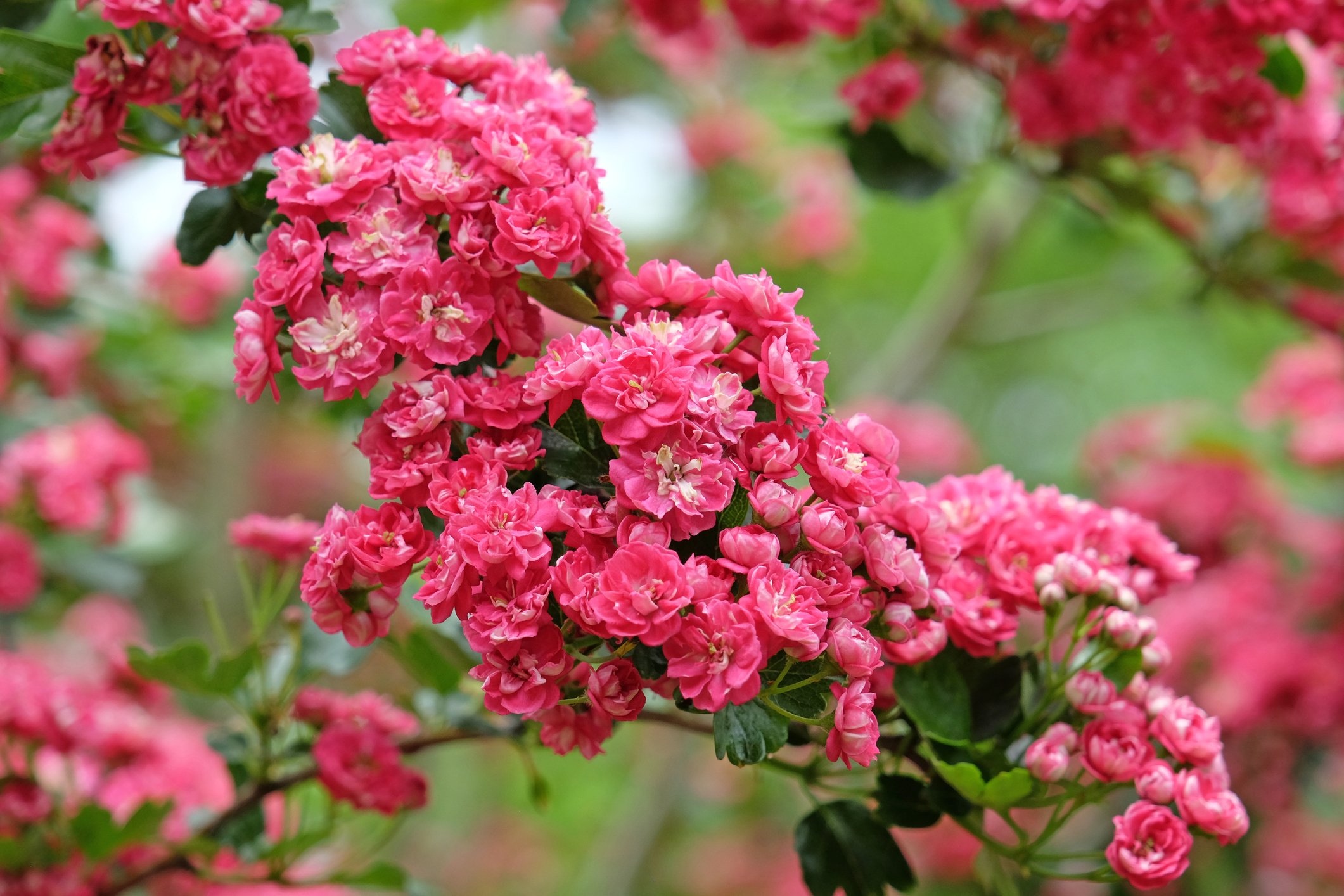 Crateagus laevigata 'Pauls Scarlet'