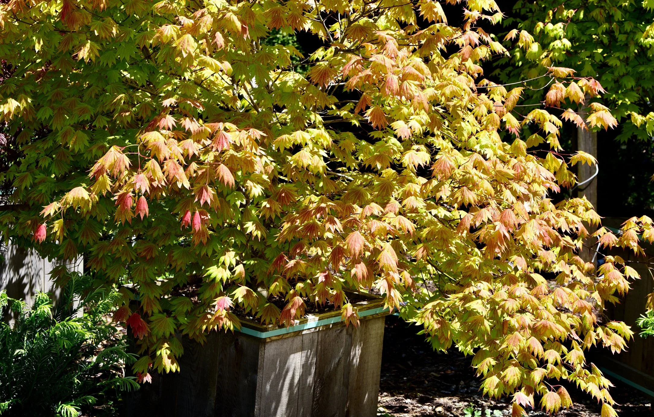 Acer shirasawanum 'Moonrise'