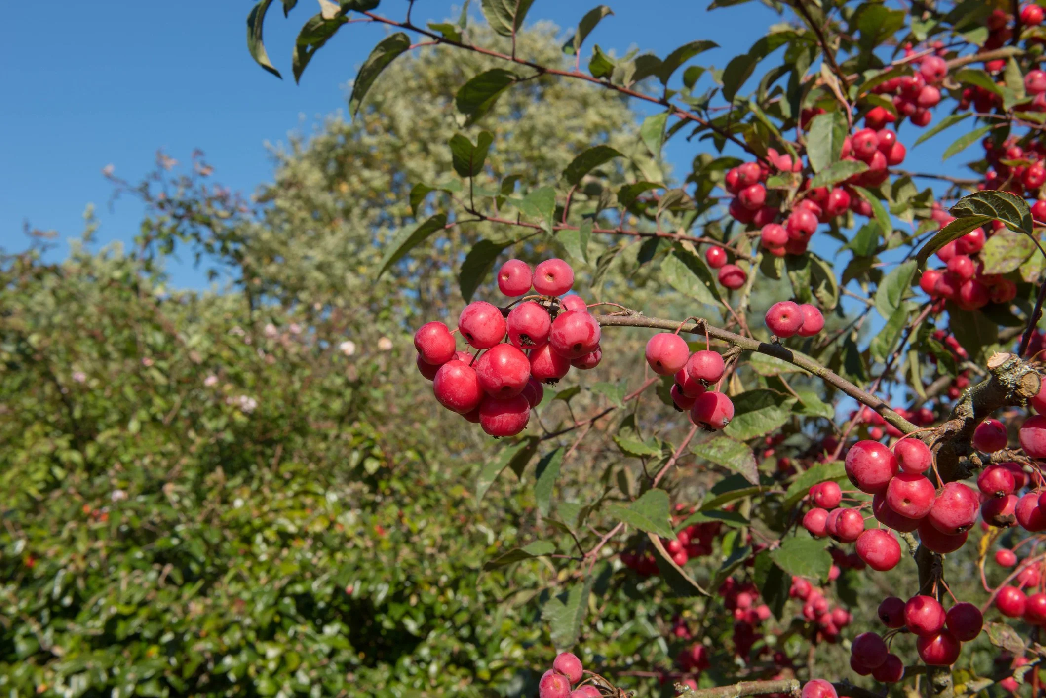 Malus x robusta 'Red Sentinel' 