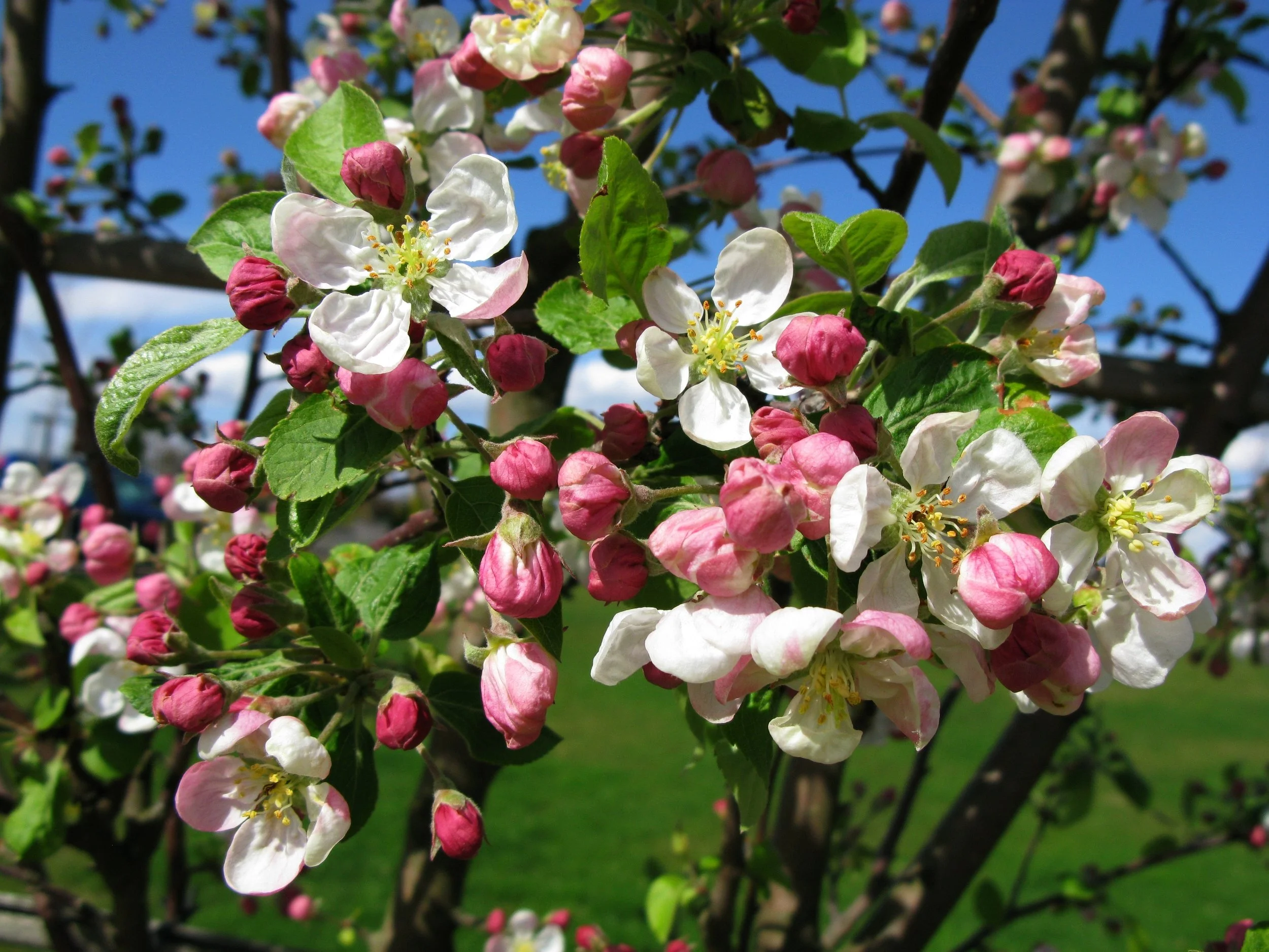 Malus domestica 'Evereste'